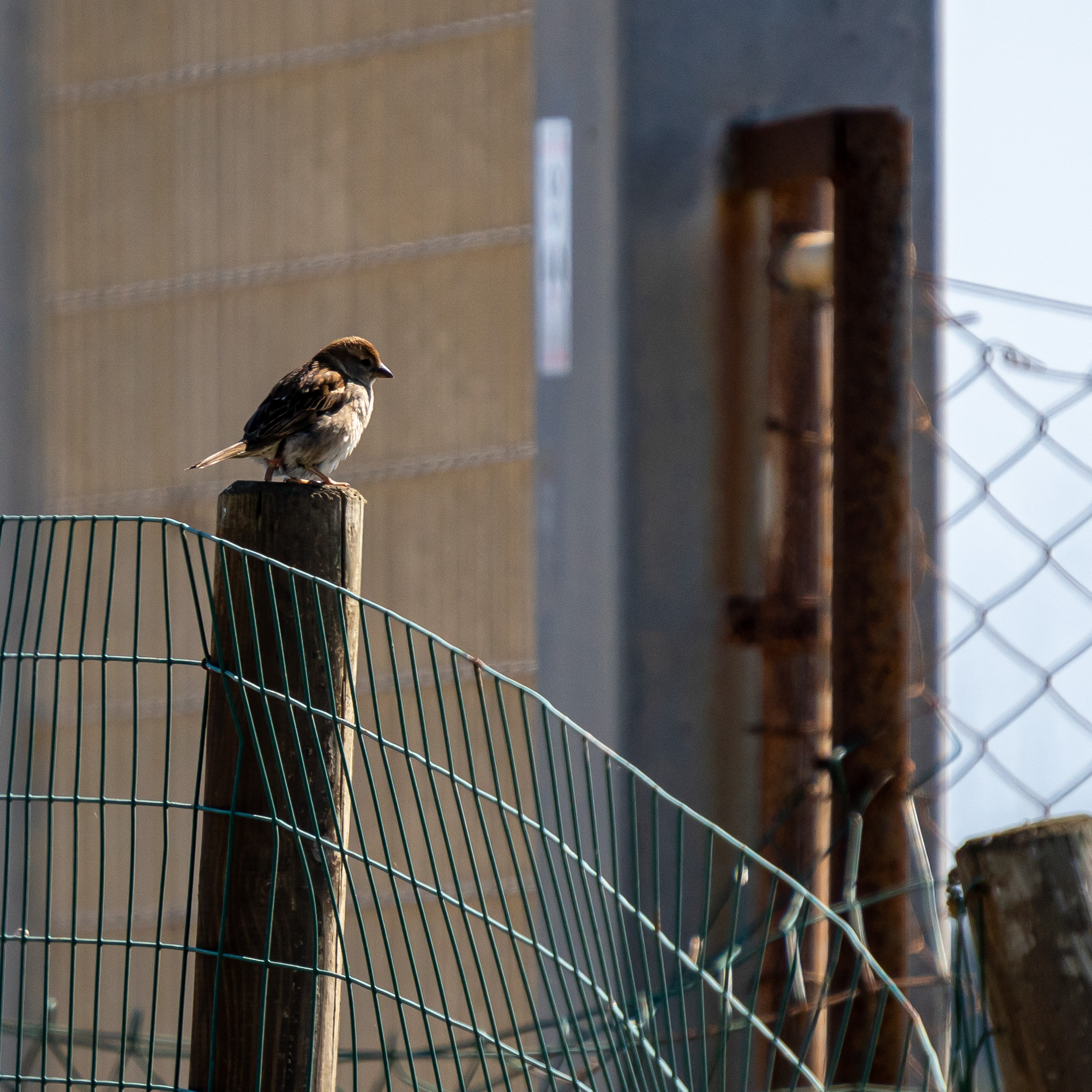 Bird photography during quarantine