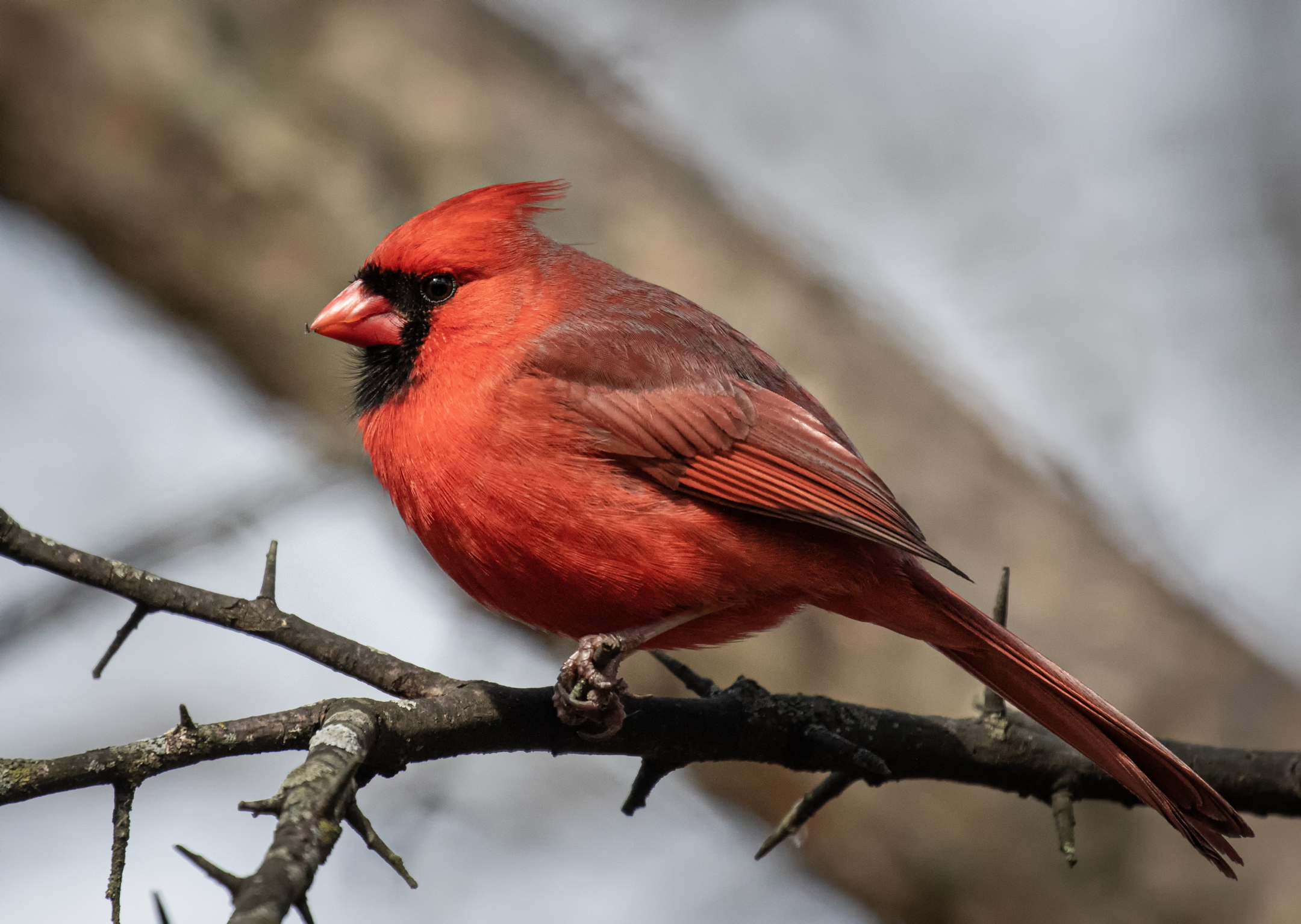 Maschio Cardinale Settentrionale