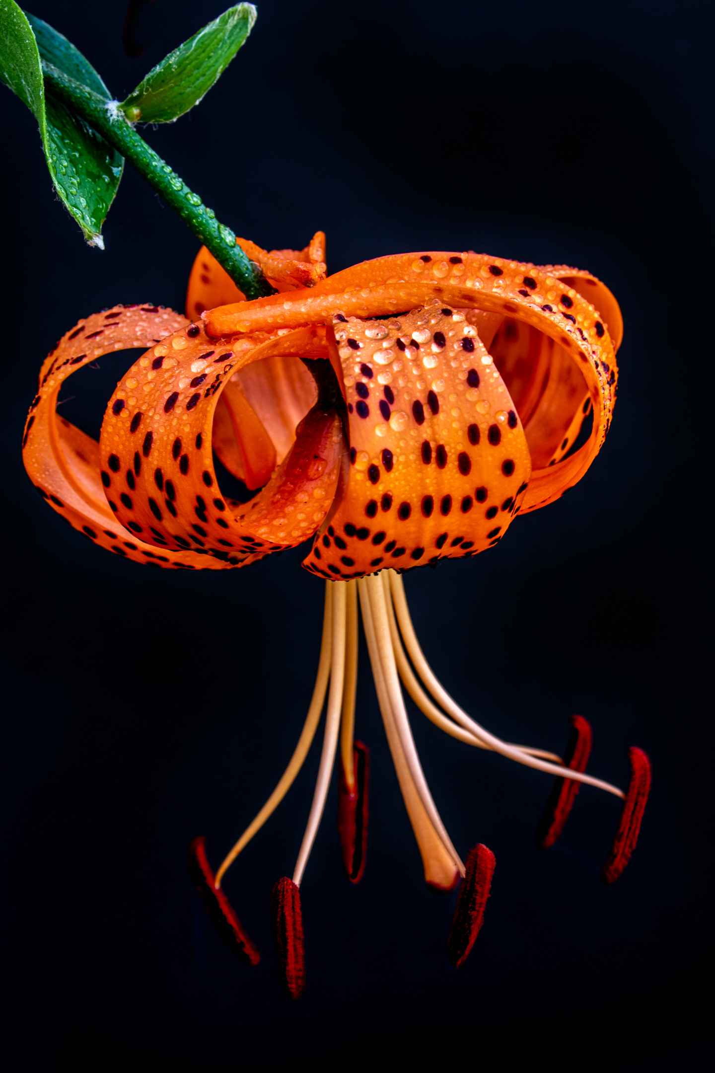 Tiger Lily