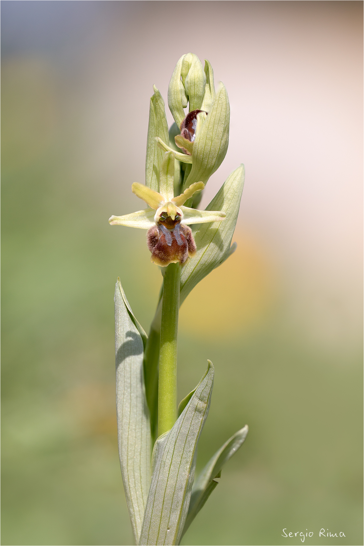 Ophrys sphegodes