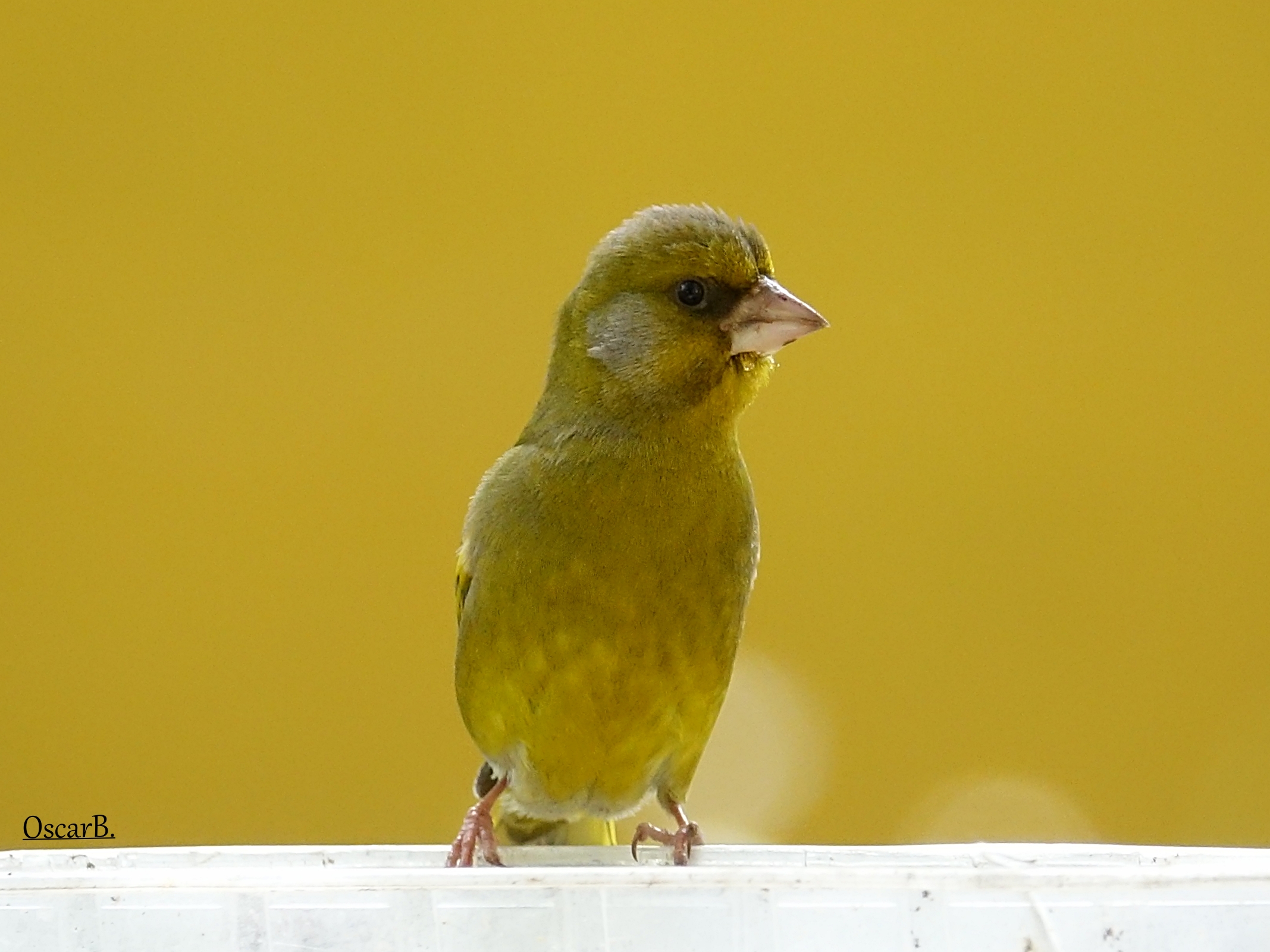 Verdone alle vasche in giardino