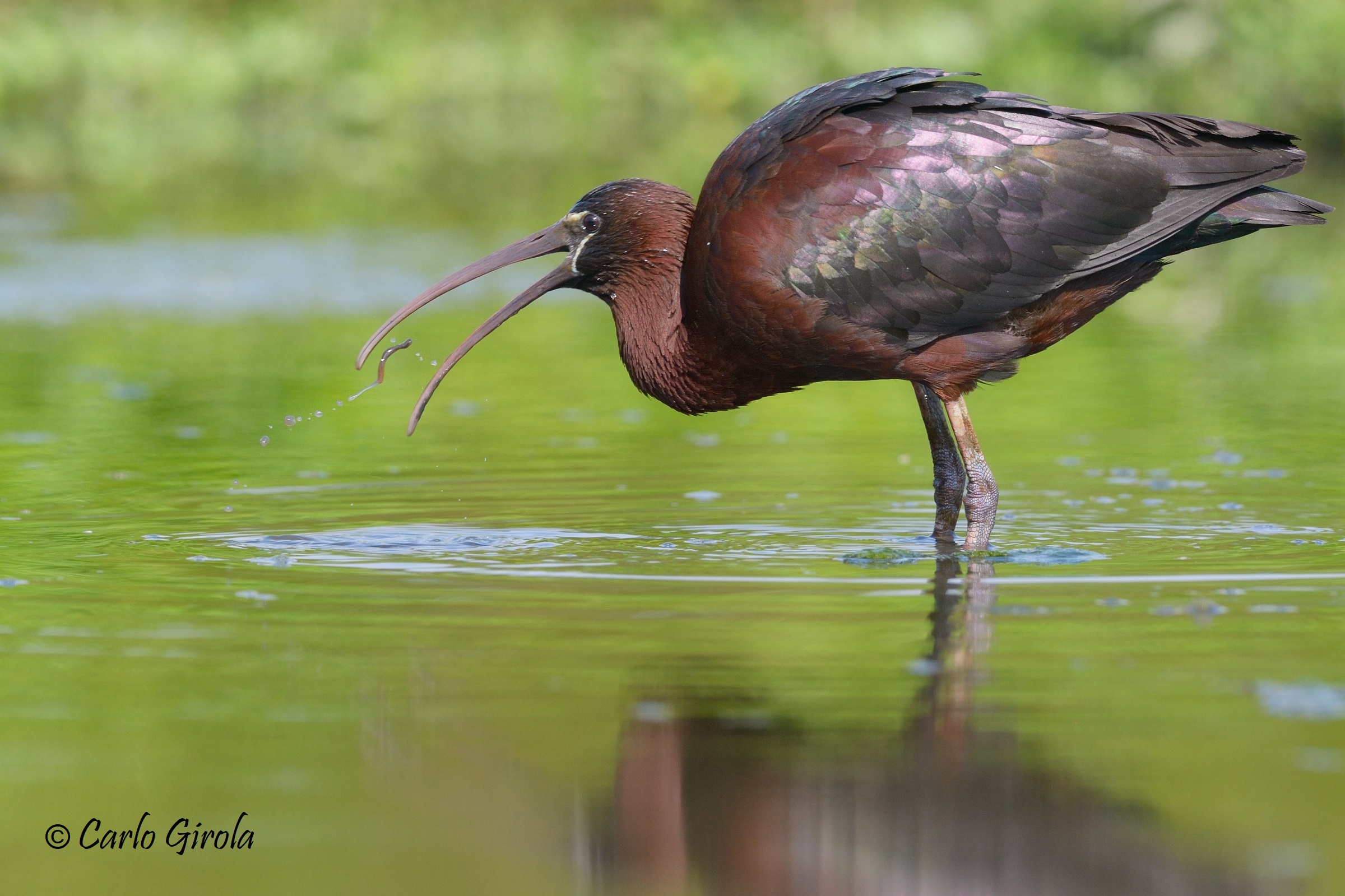 Mignattaio (Plegadis falcinellus)