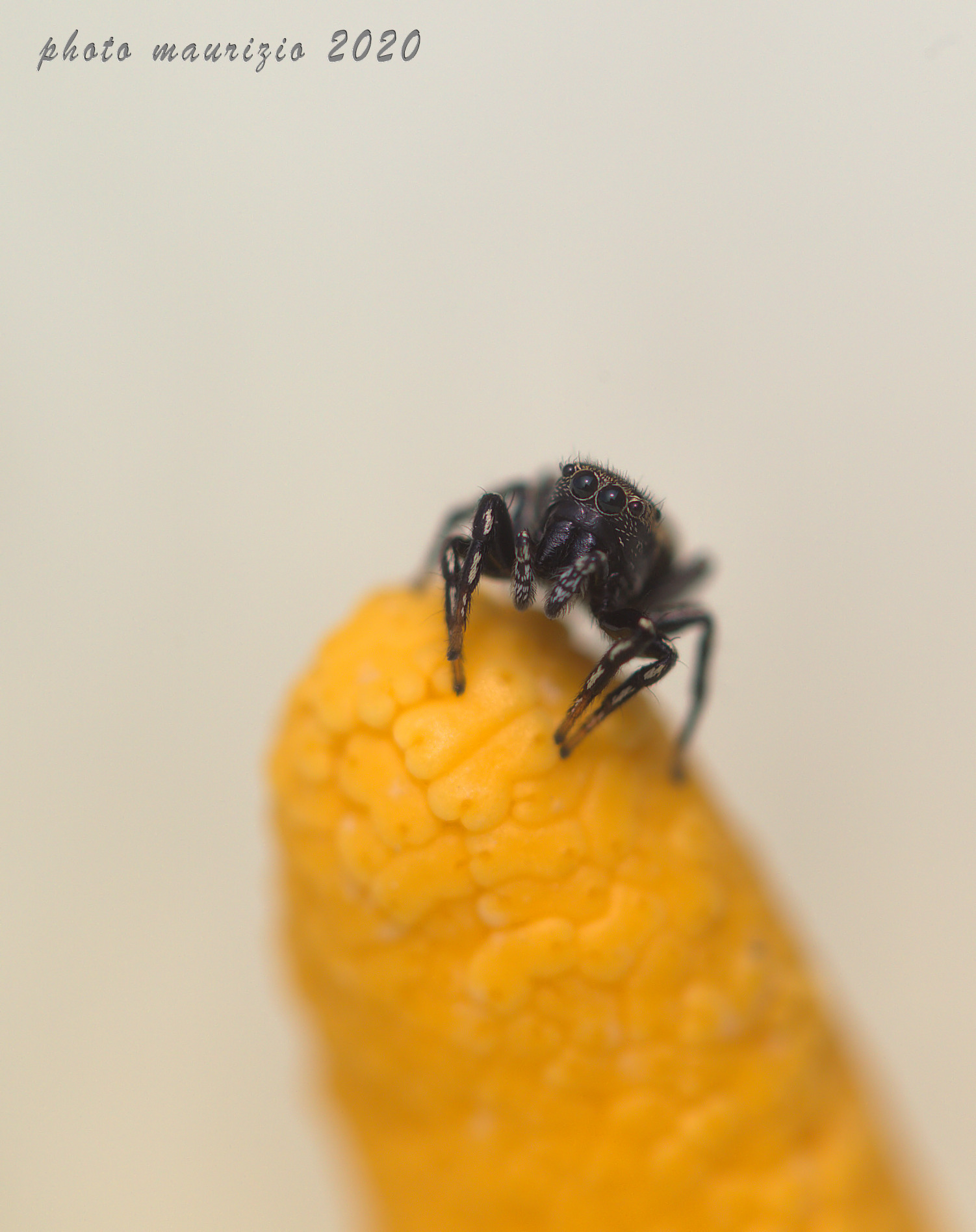 Jumping Spider