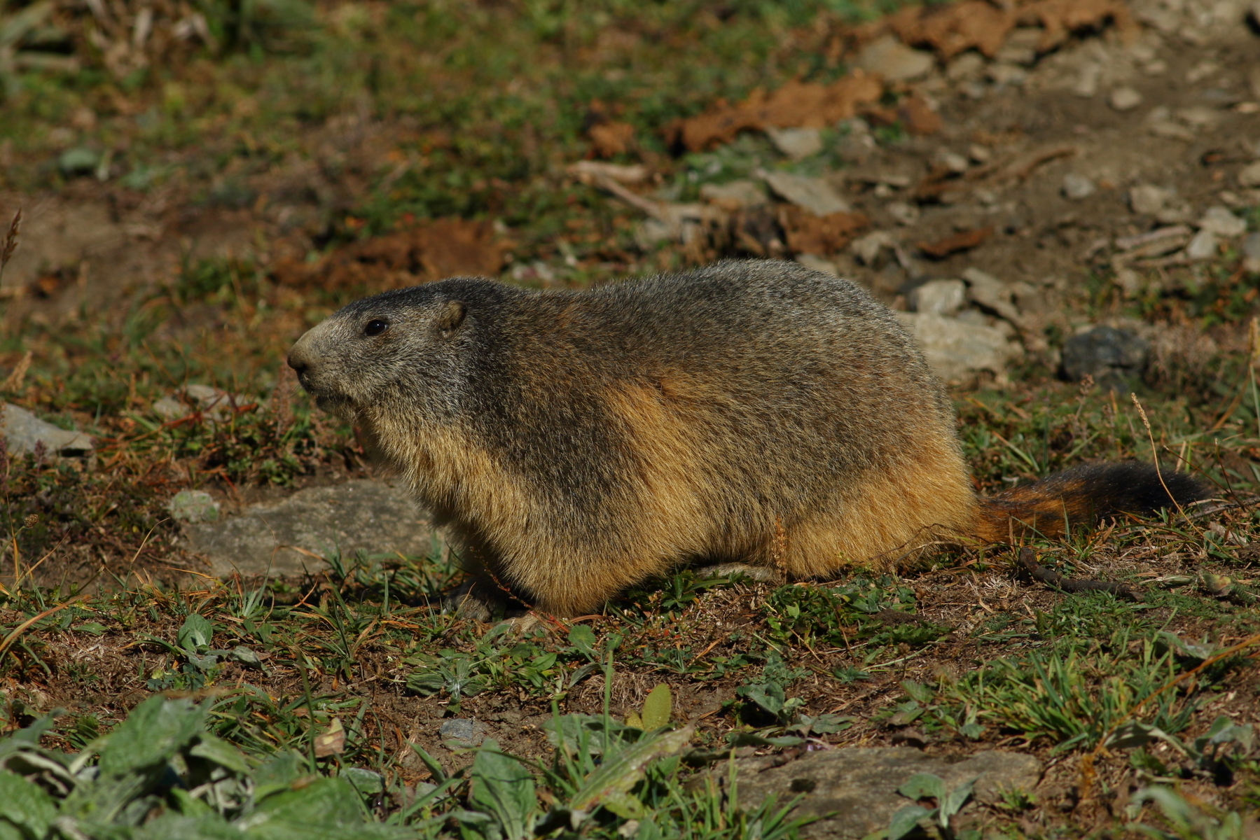 marmotta