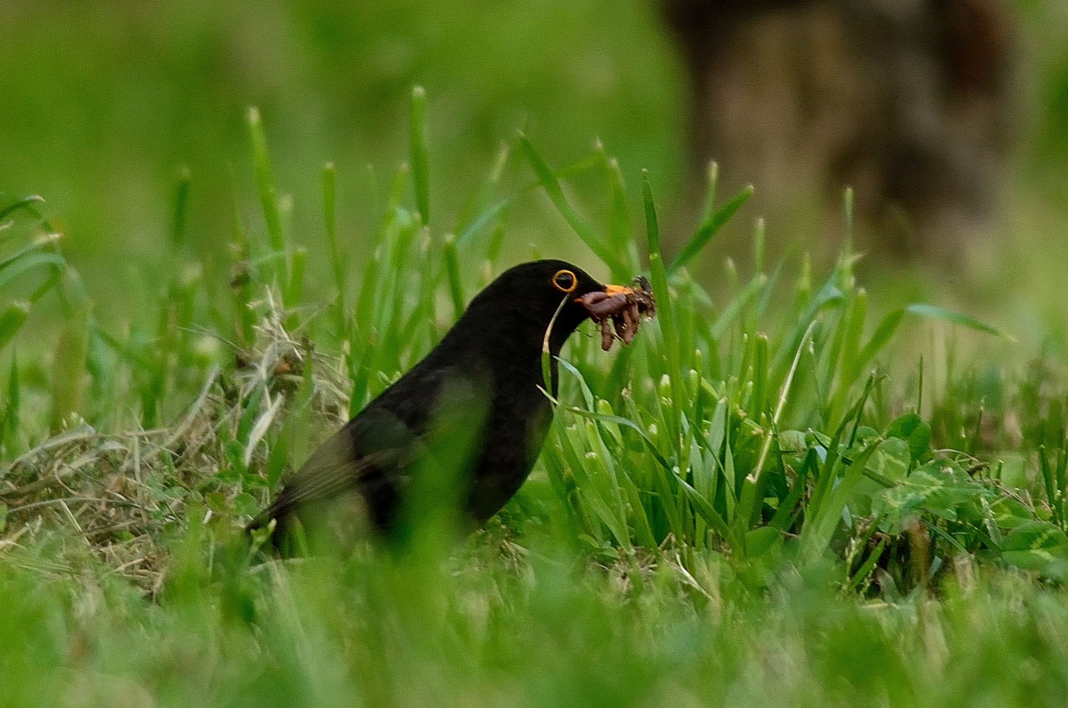 Blackbird with meal