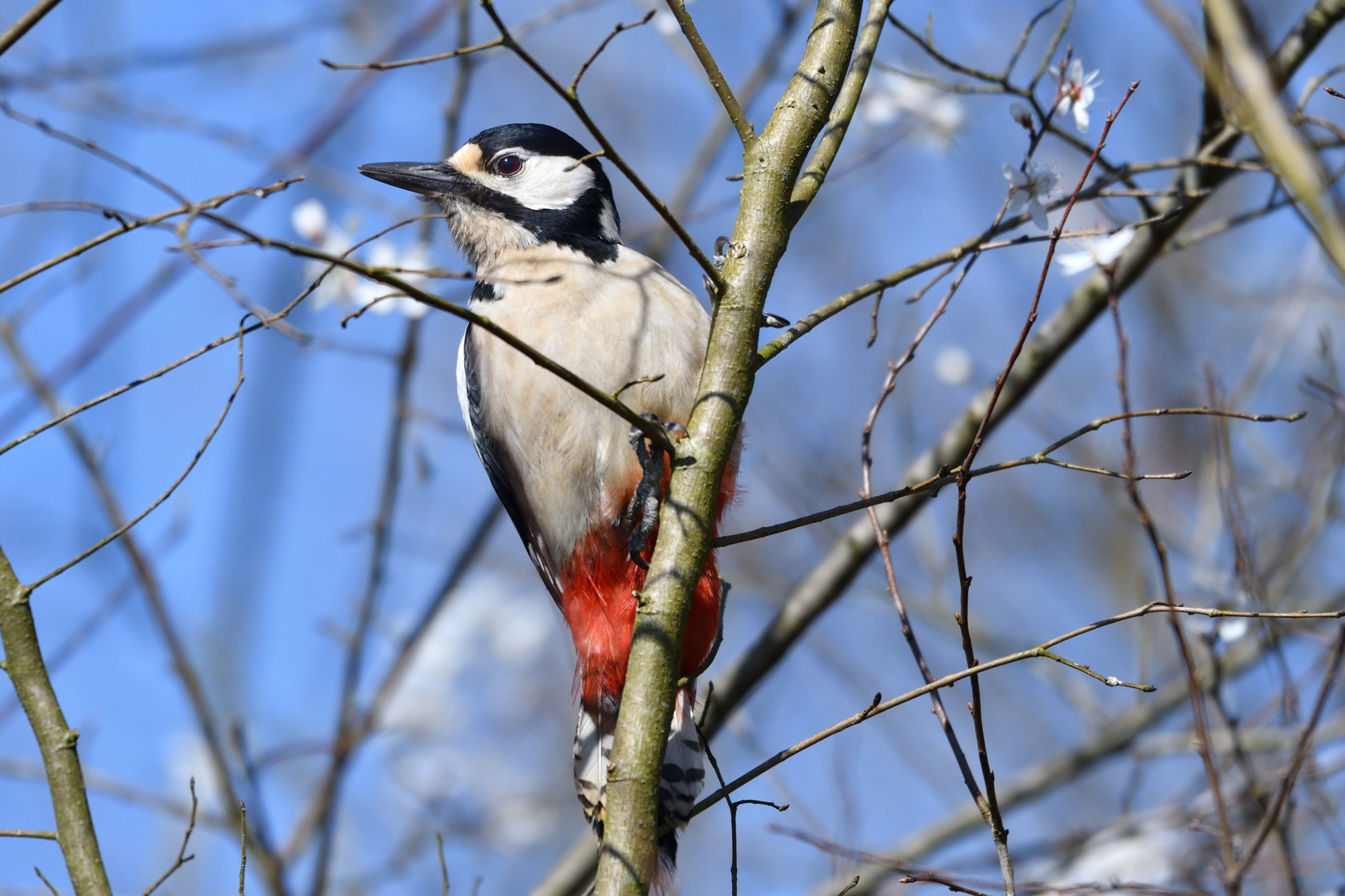 picchio rosso nel blu...