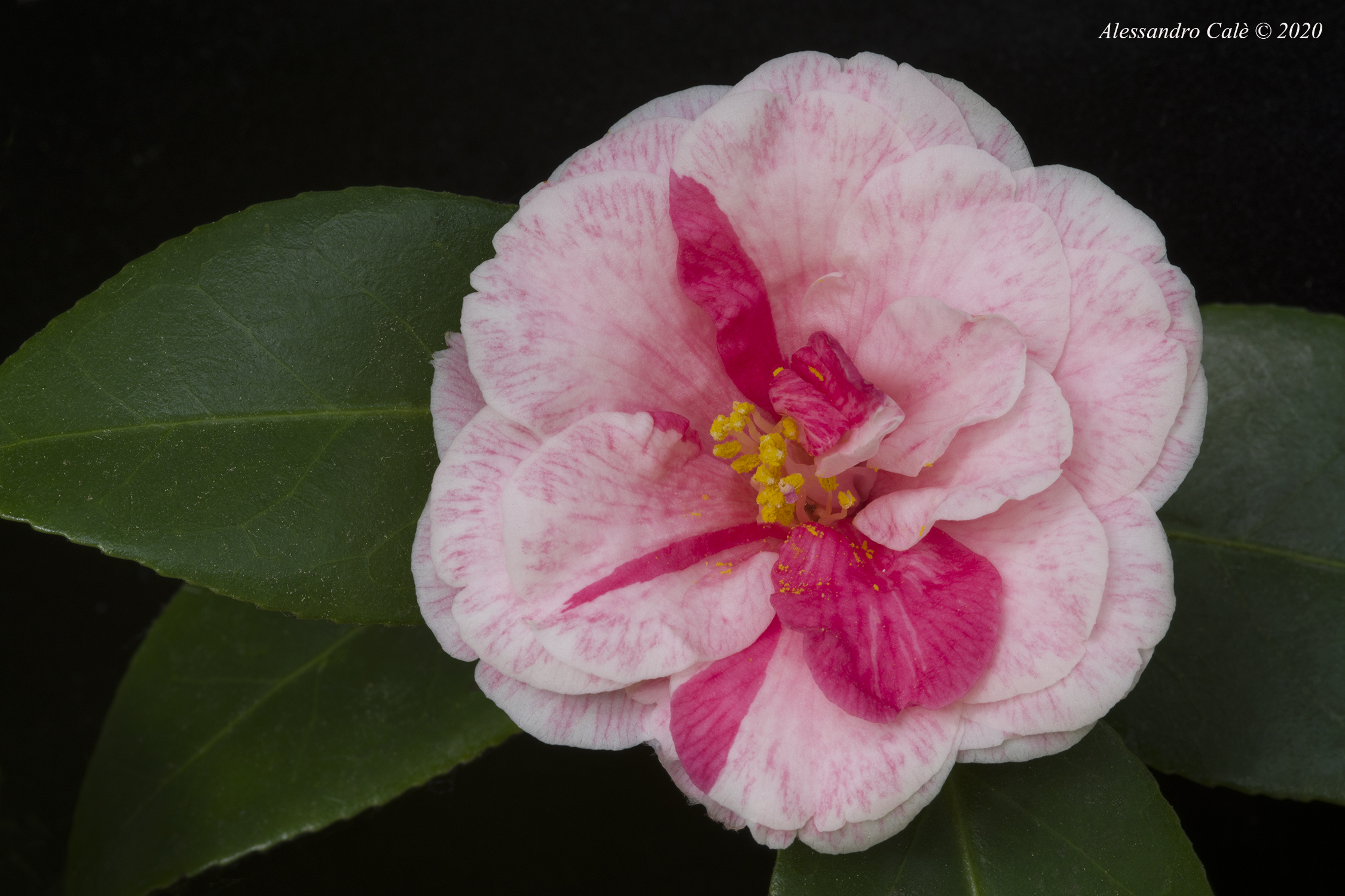 Camelia 5313