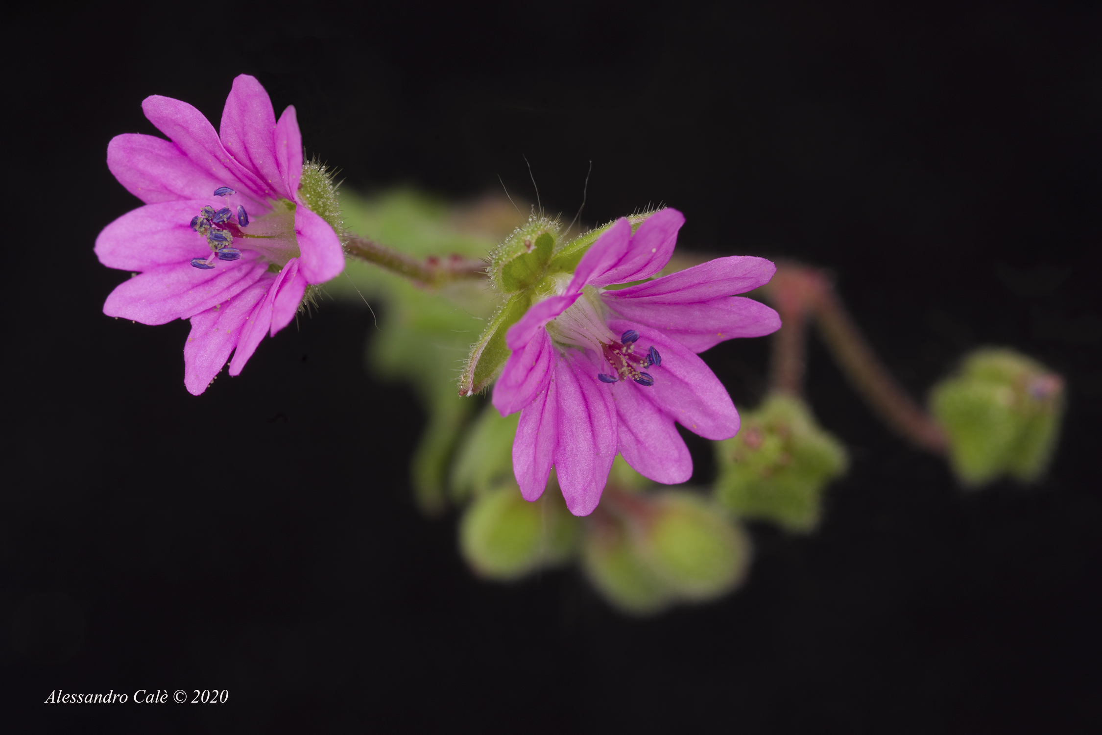 Wild Geranium 5402