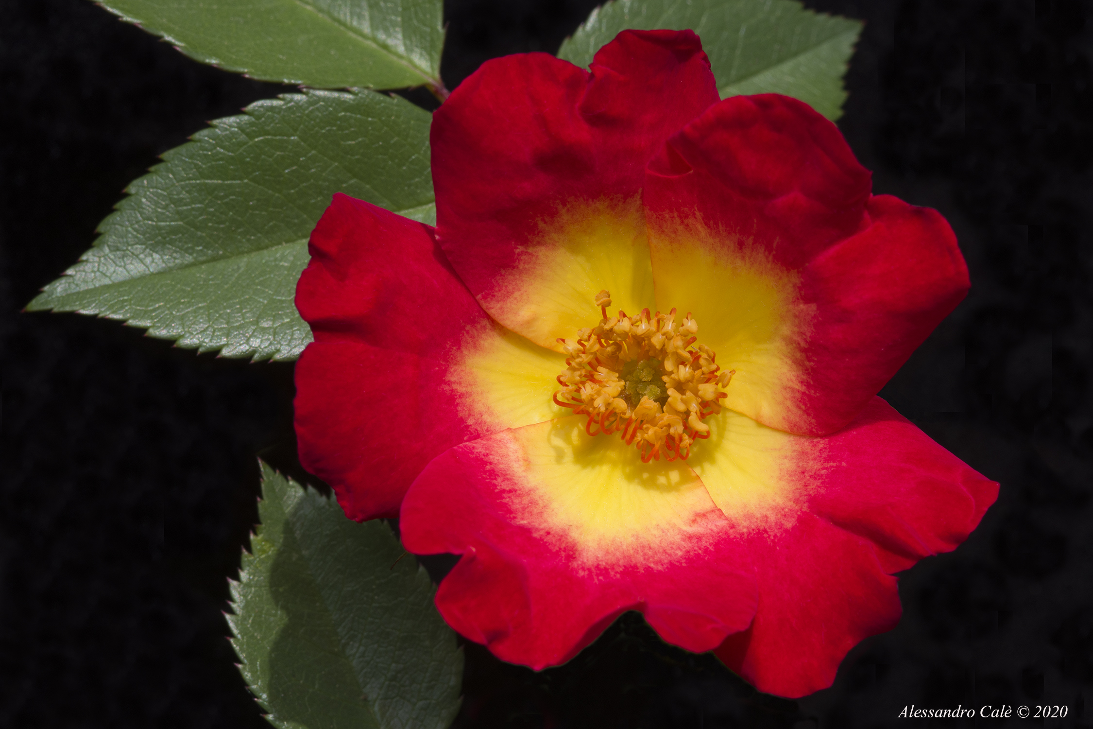 Le rose di Ube e Mara 5343