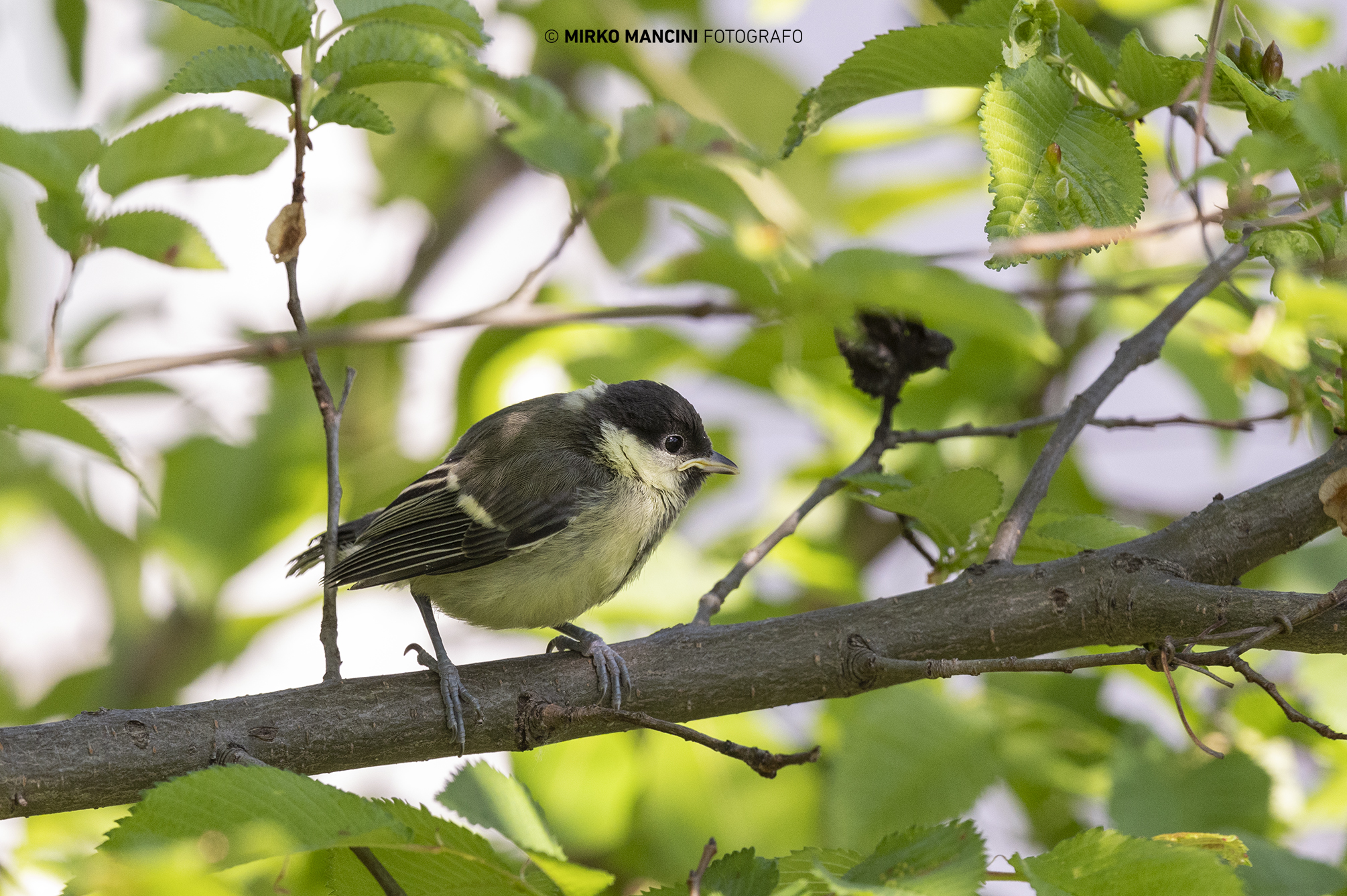 Cinciallegra's pullo recently fluttered