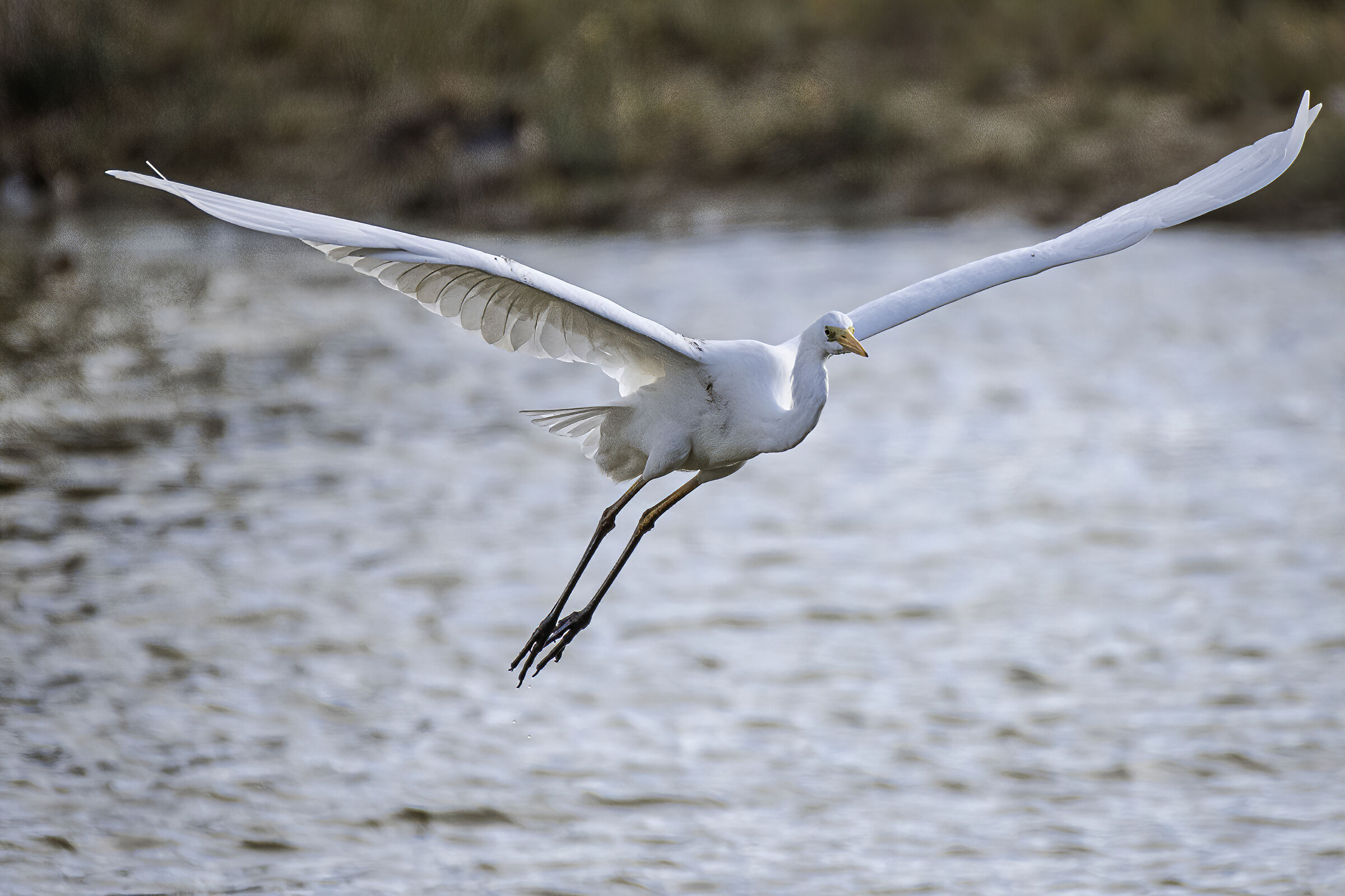 Airone bianco maggiore