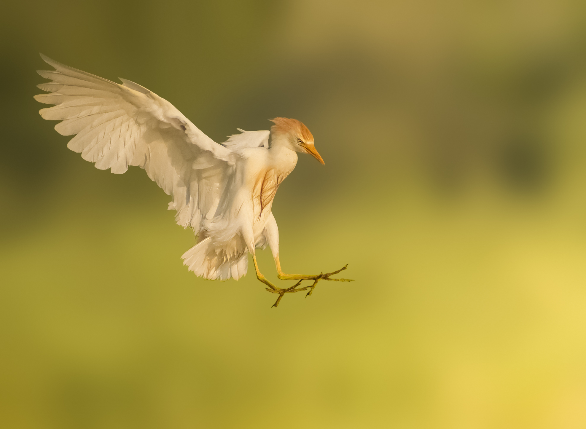 Airone guardabuoi in atterraggio