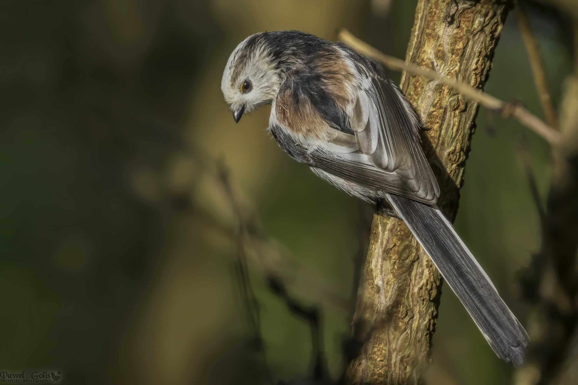 Bushtit dalla coda lunga (Aegithalos caudatus)