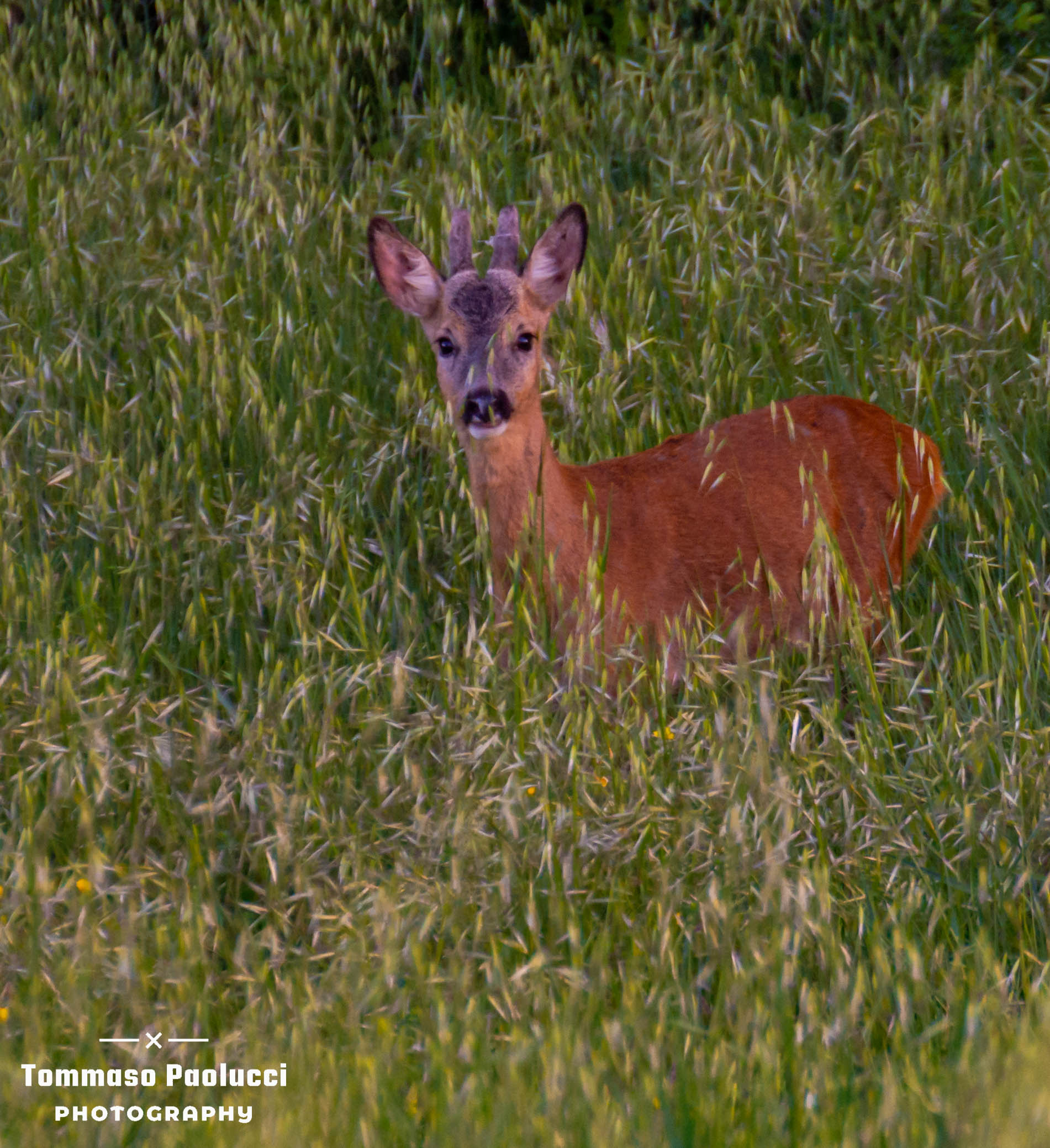 roe deer 3