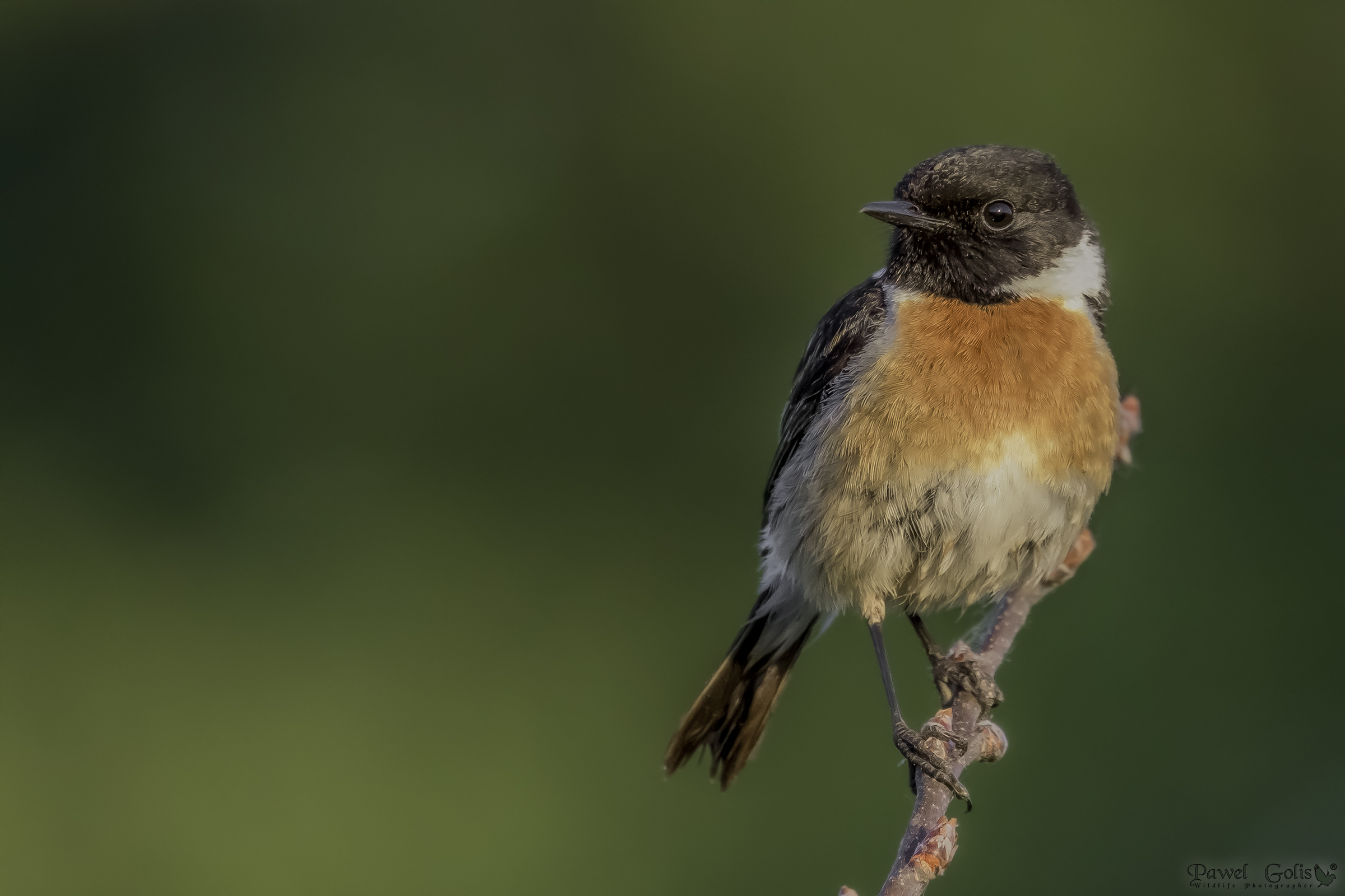 Chat europea (Saxicola rubicola)