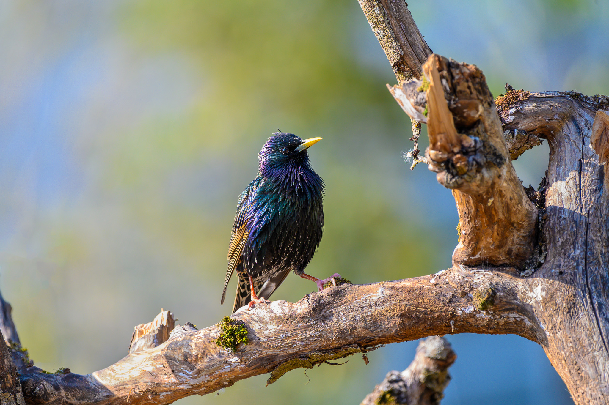 Starling