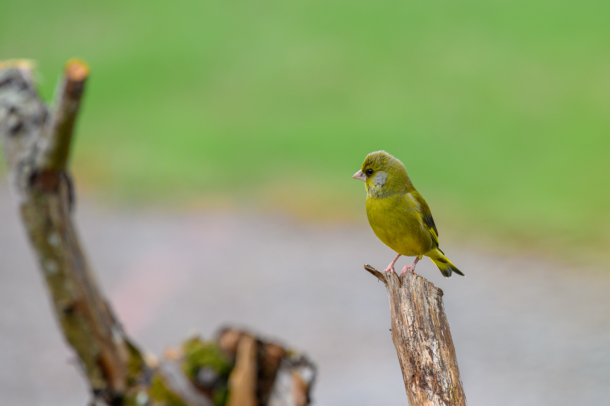 greenfinch