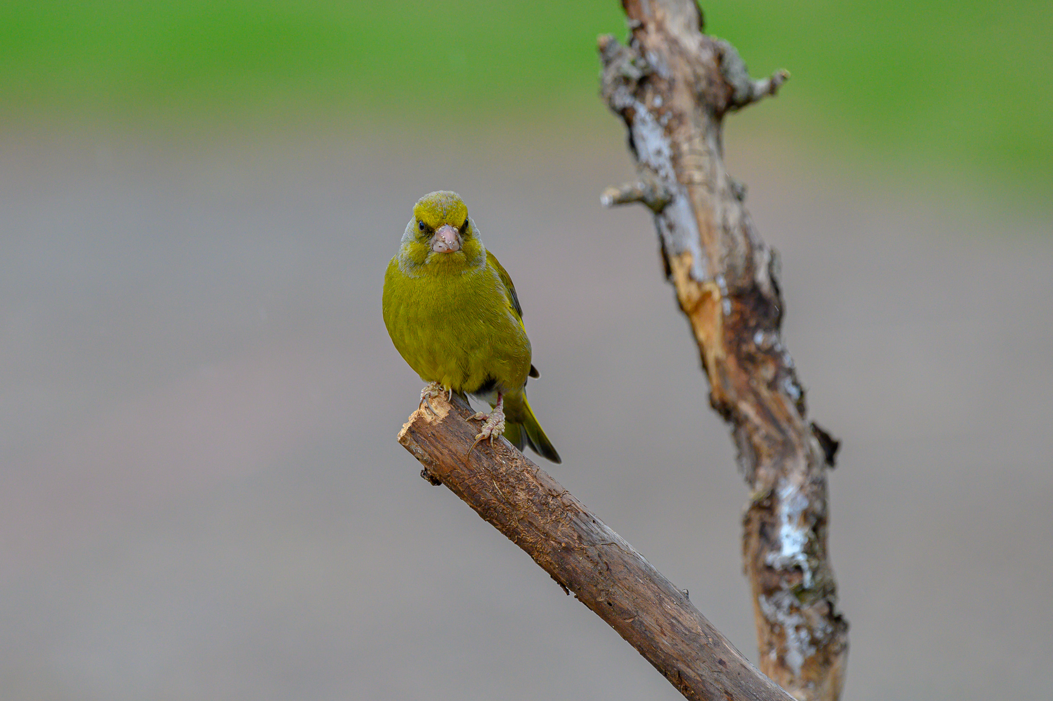 greenfinch