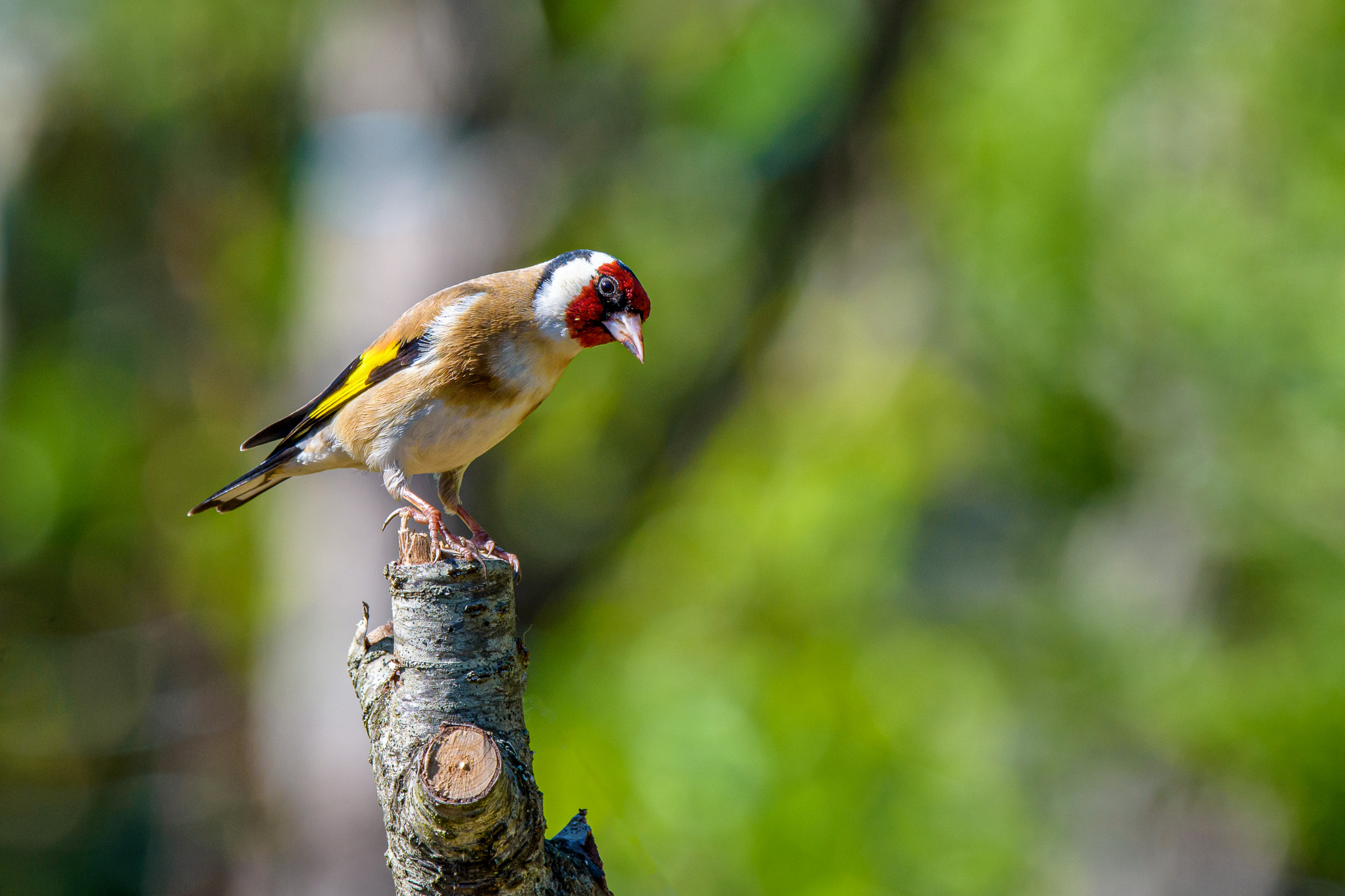 Goldfinch