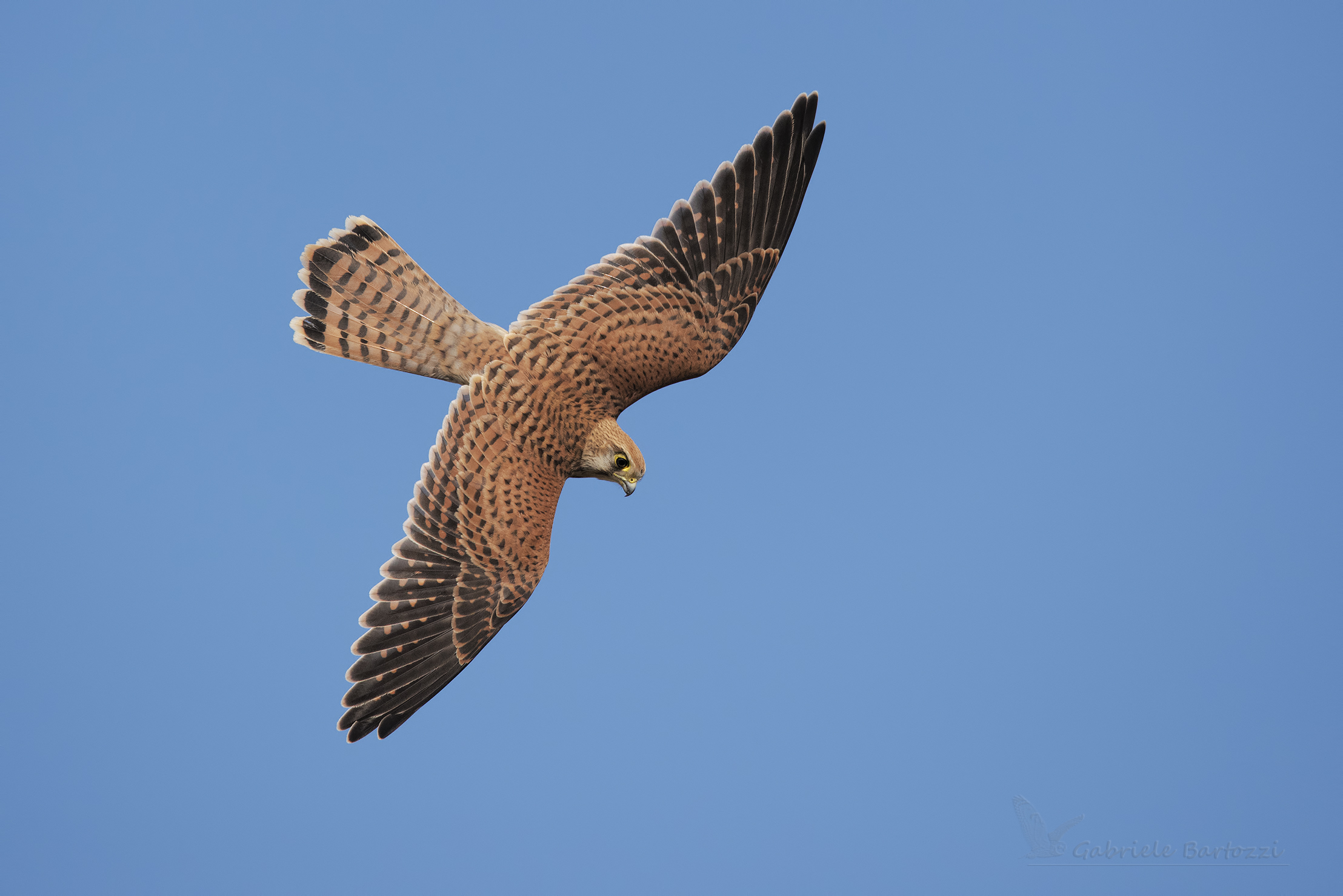 Kestrel