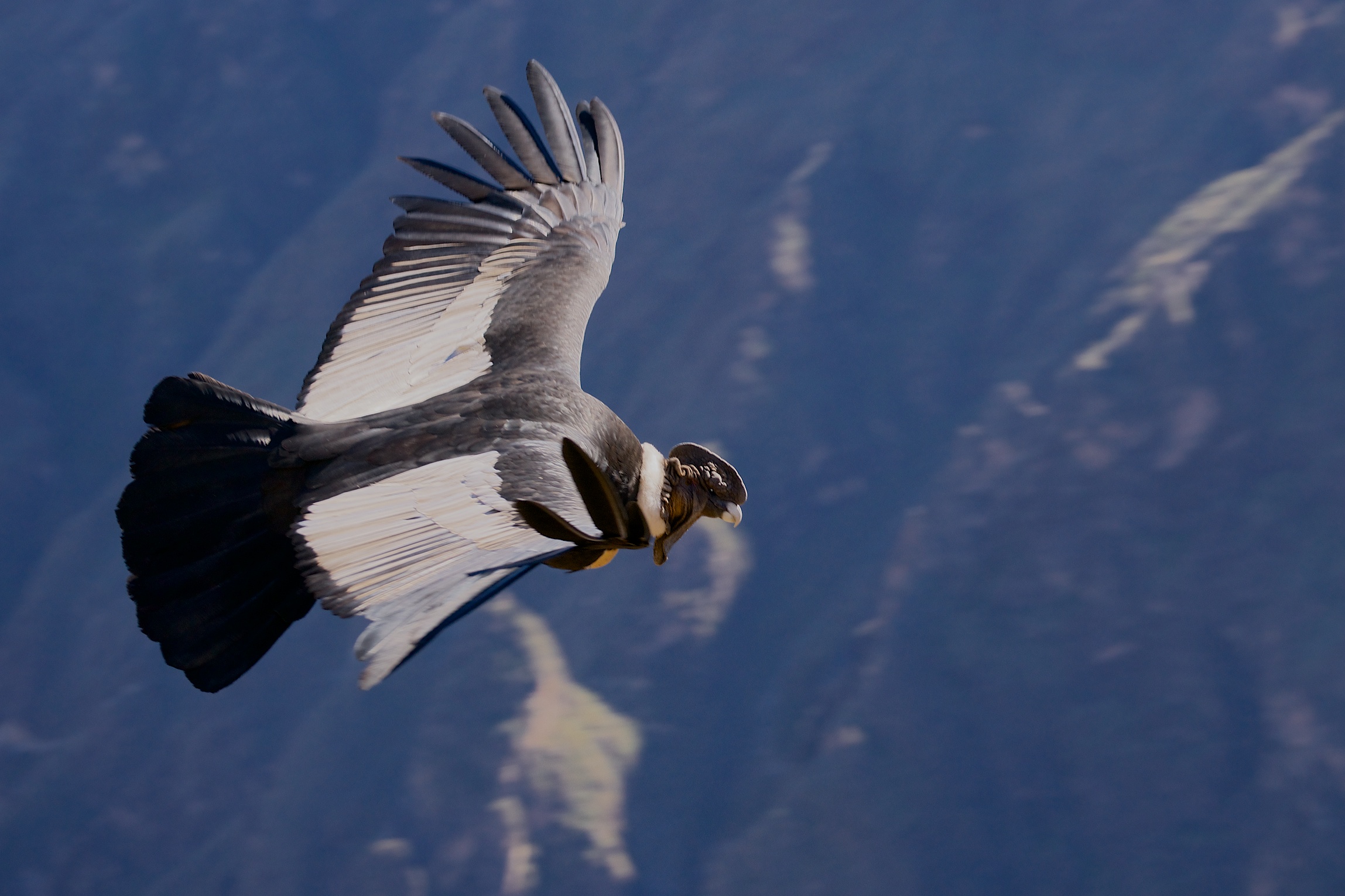 Andean Condor