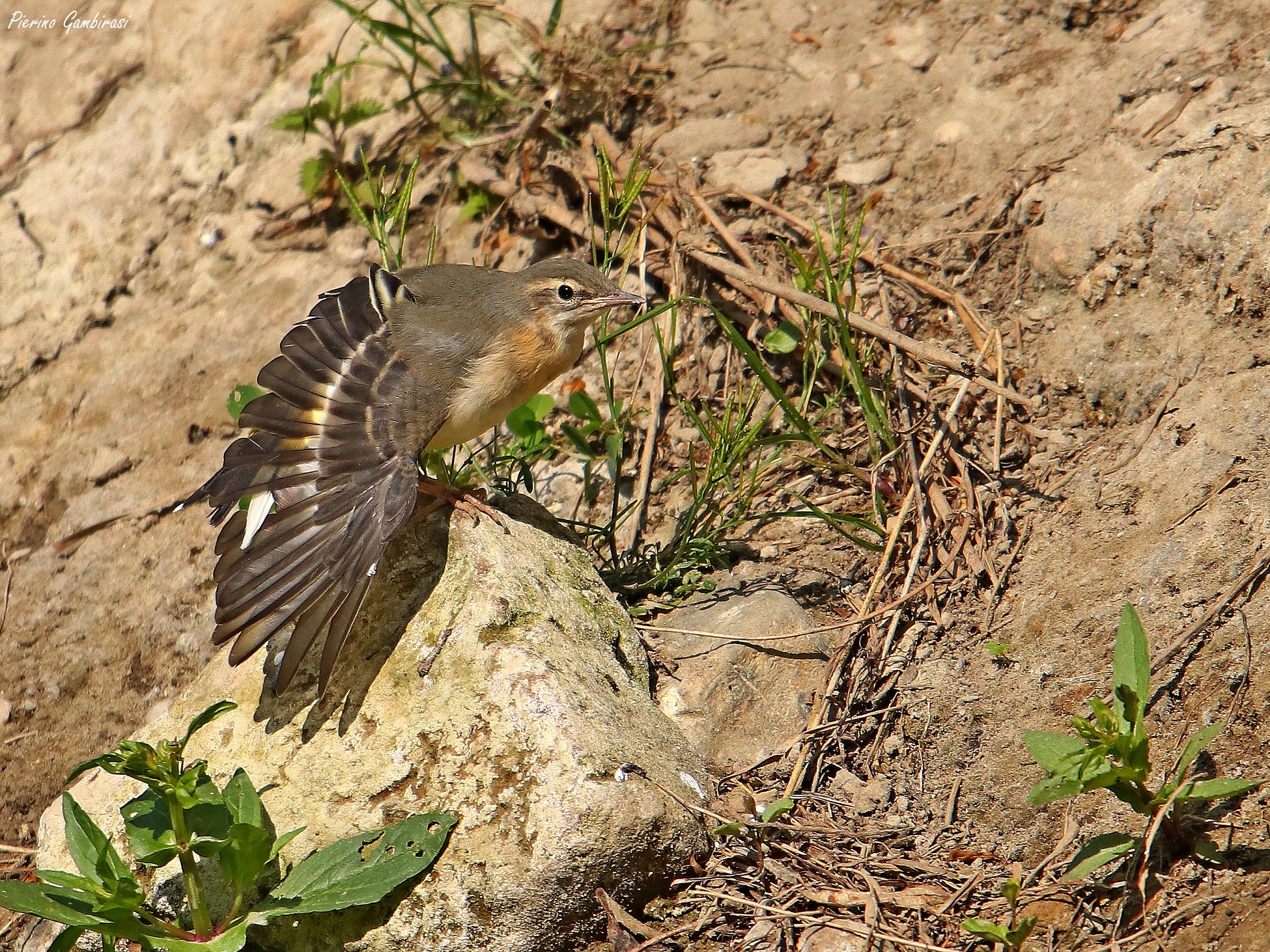 little Yellow Ballerina