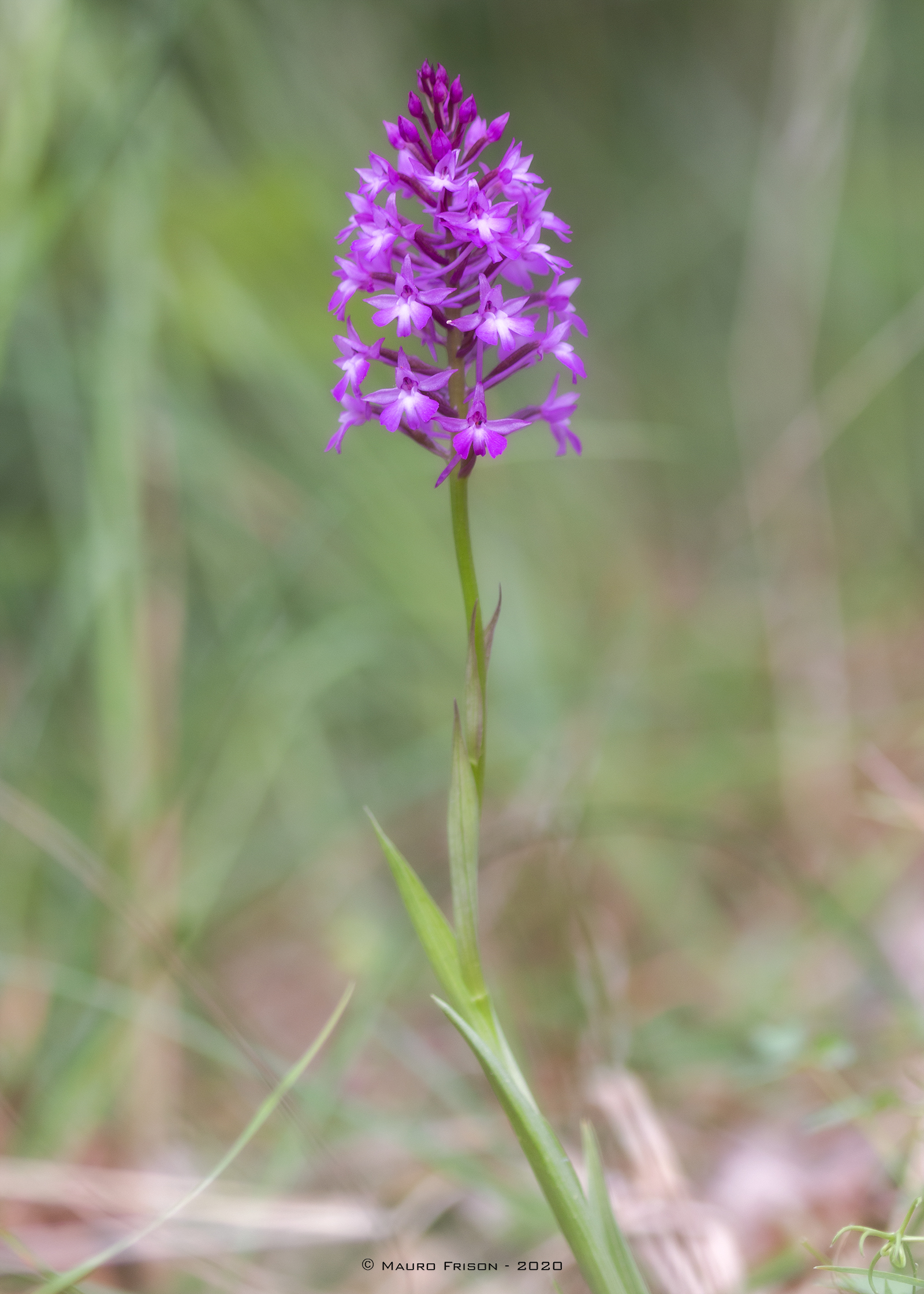 Anacamptis pyramidalis