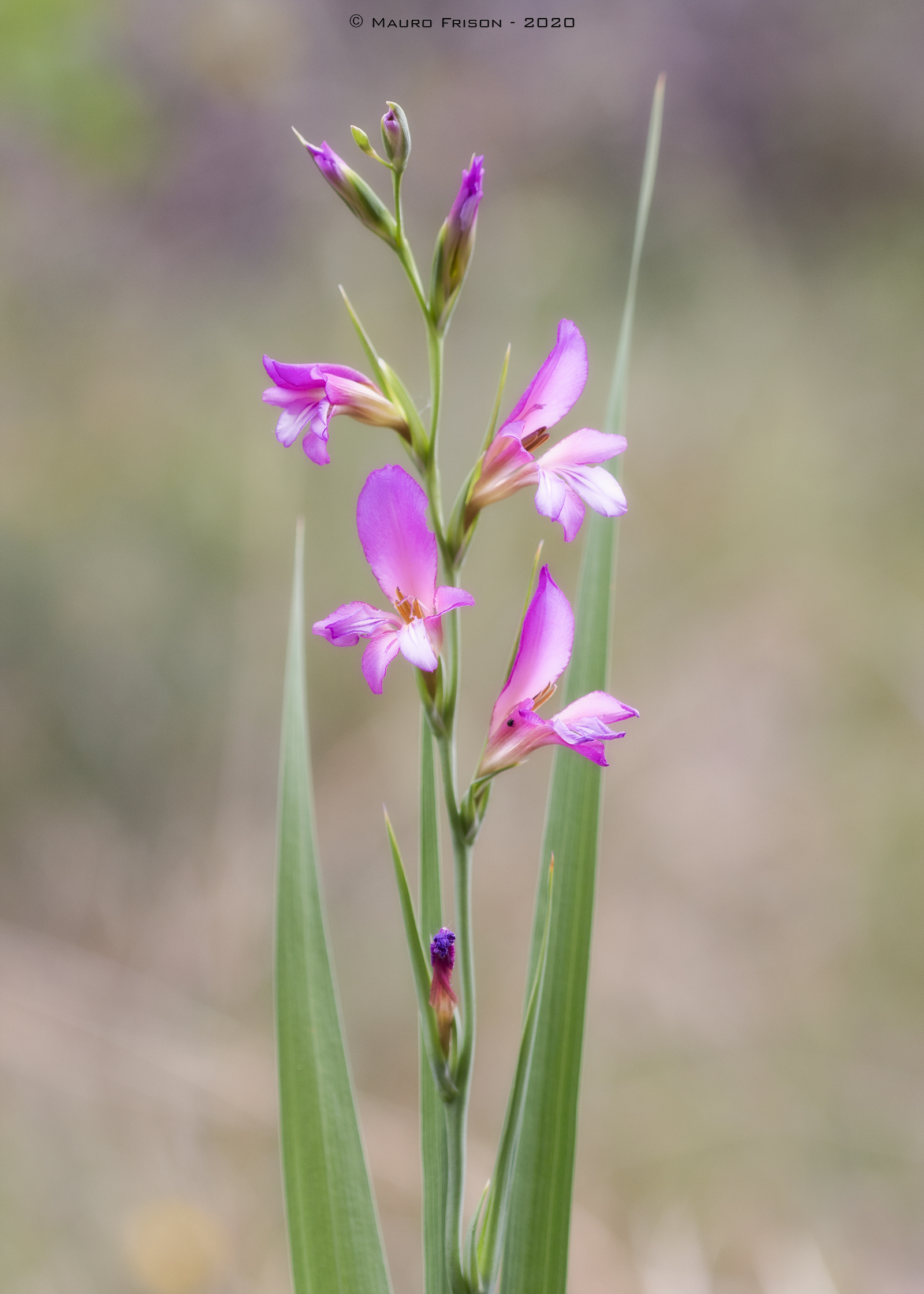 Gladiolus italicus