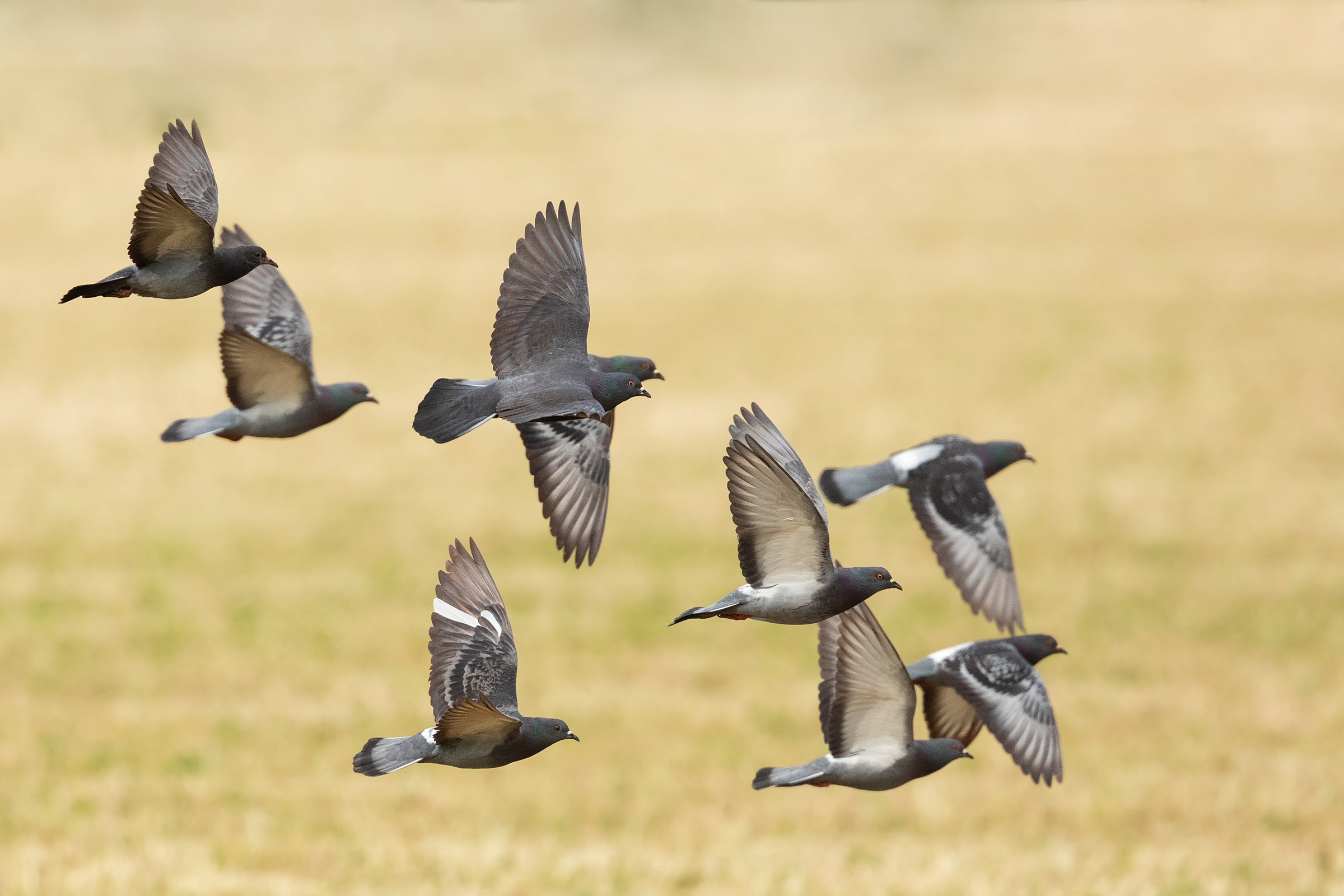 There are those who can.