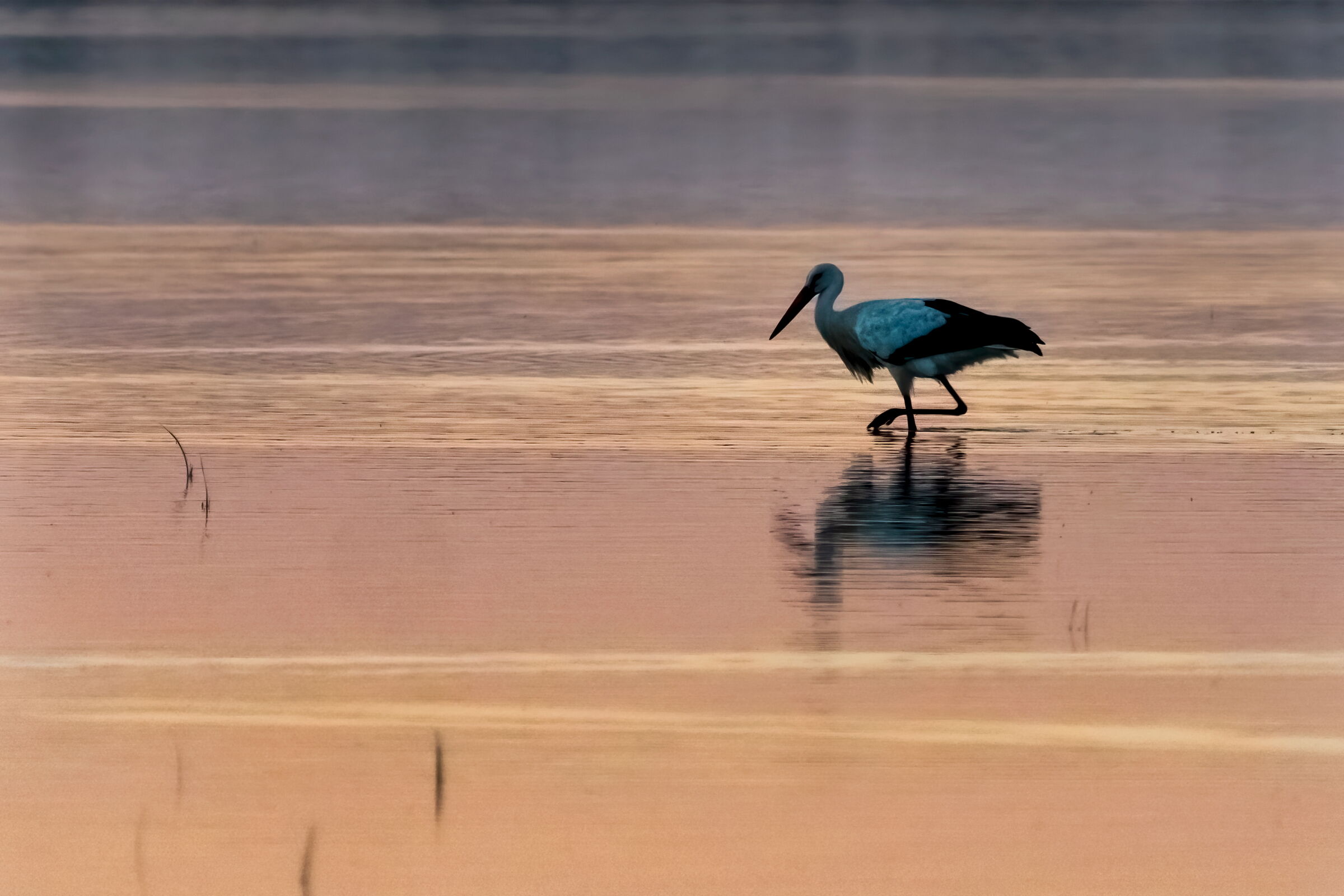 golden dawn in Donana