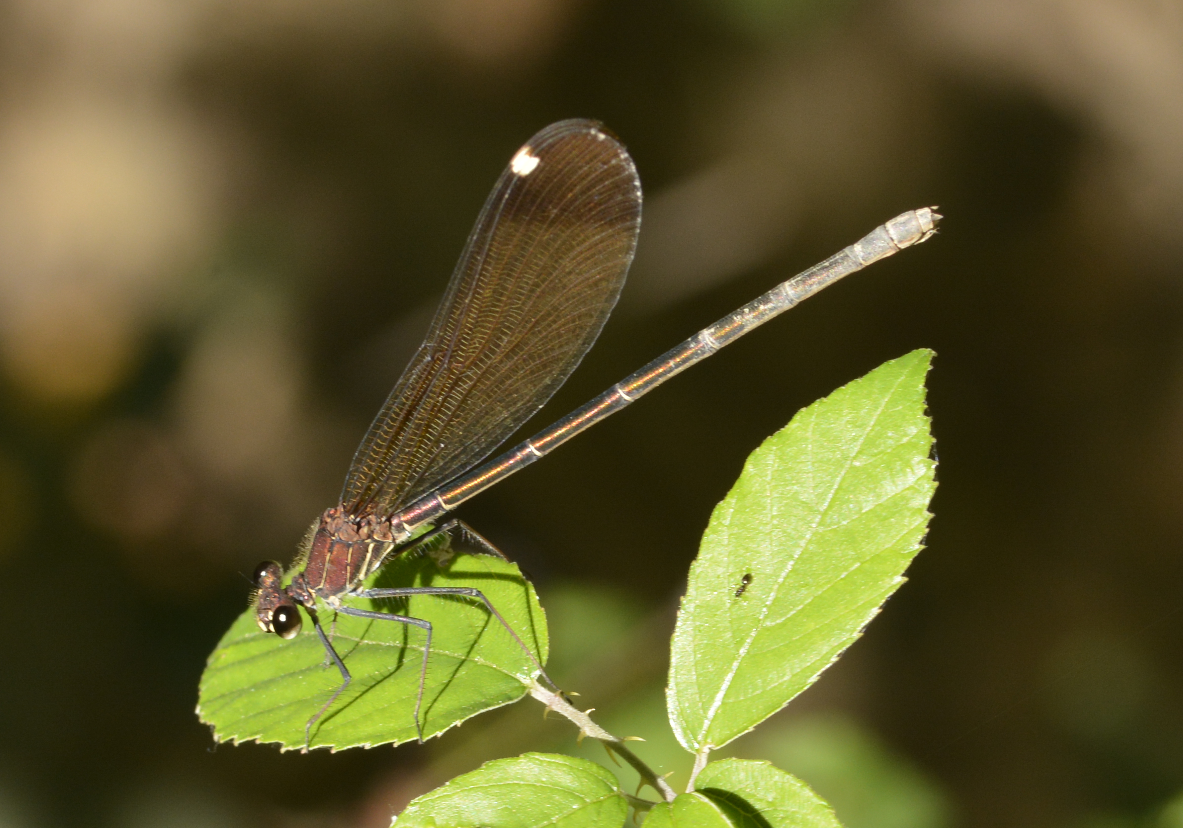Libellula