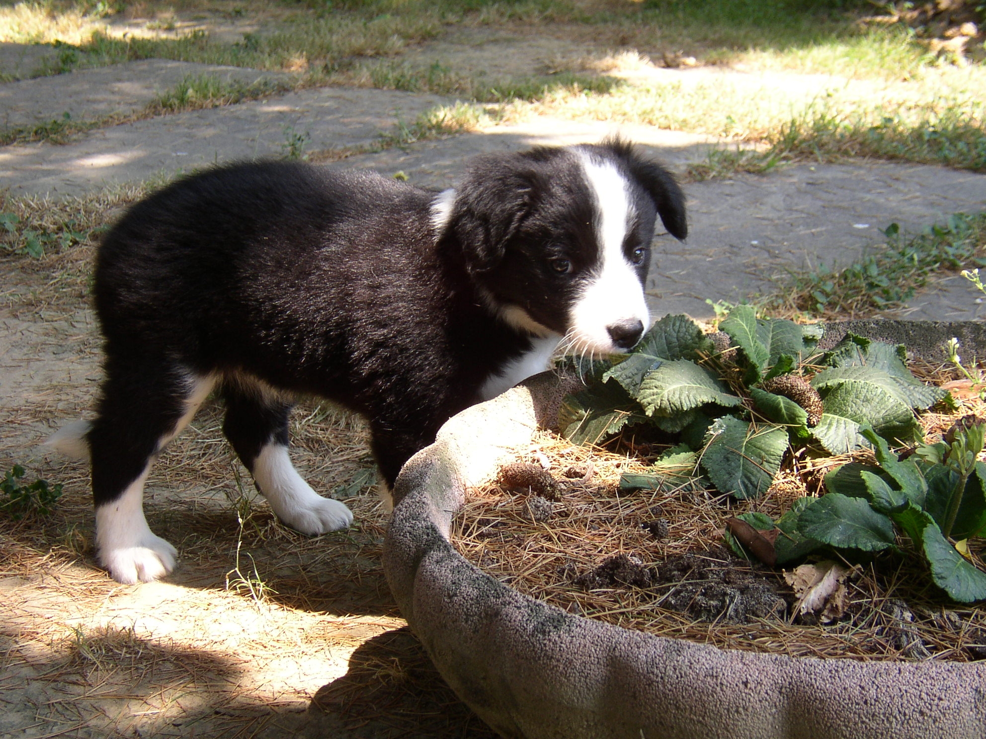 In ricordo di Falcon
