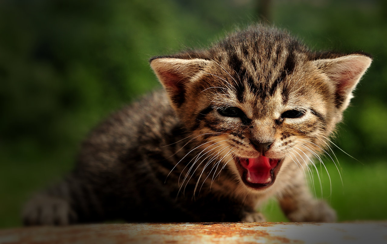 Da grande sarò una tigre