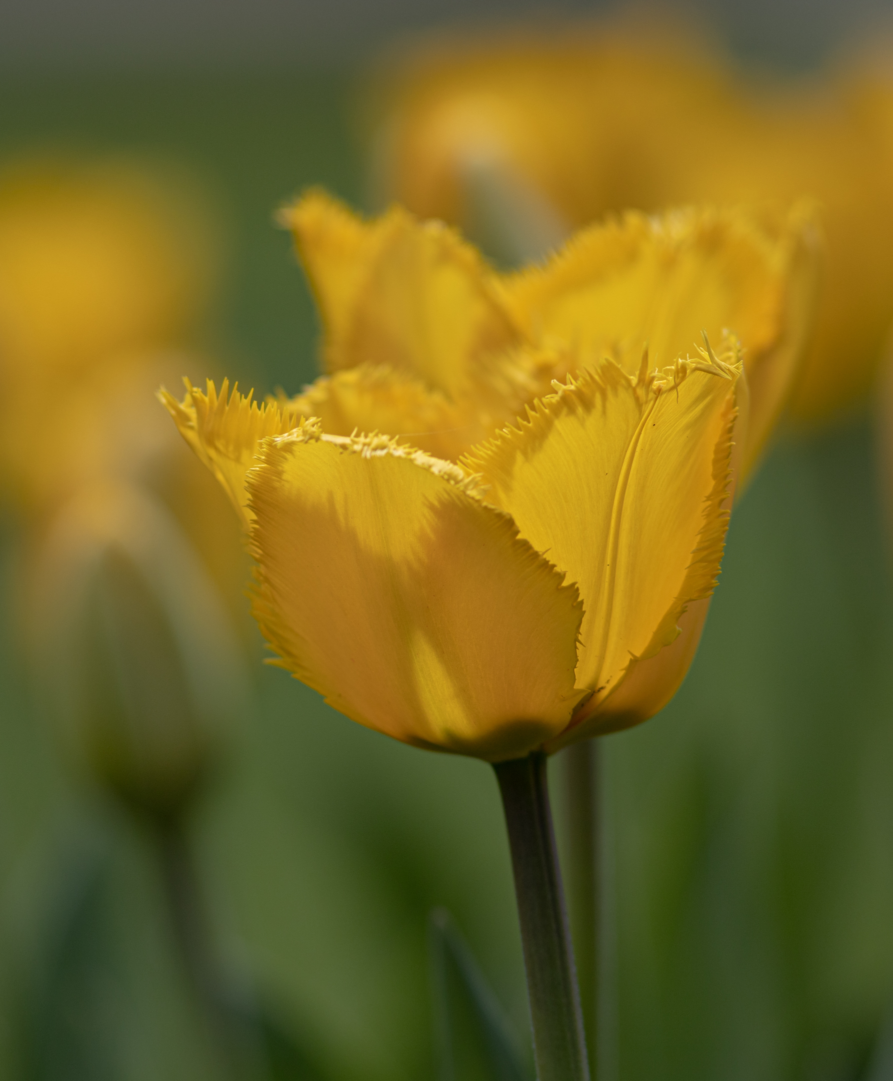 Playing with Yellow.Tulips in the Park.