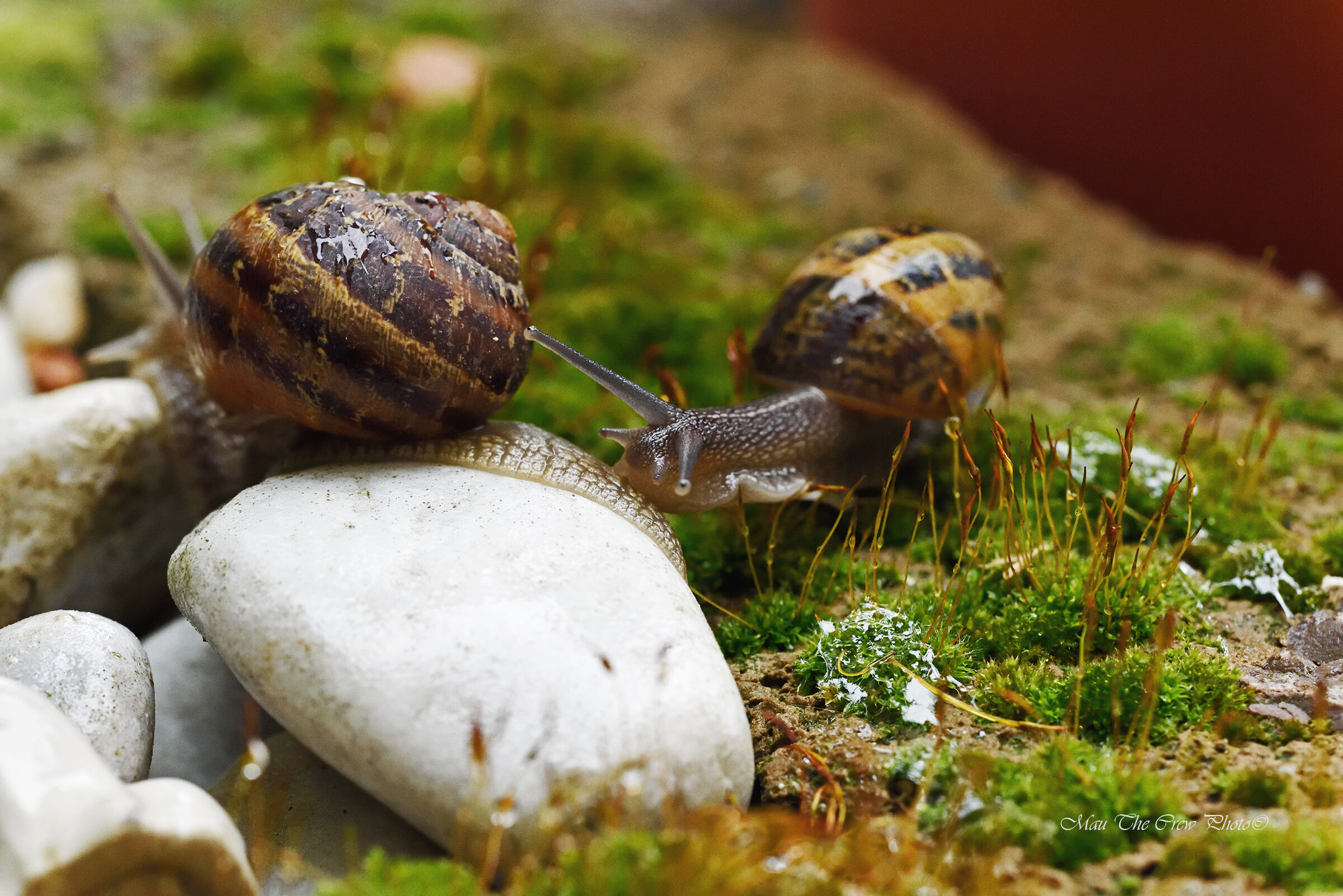 Chiocciole attorno al mio laghetto