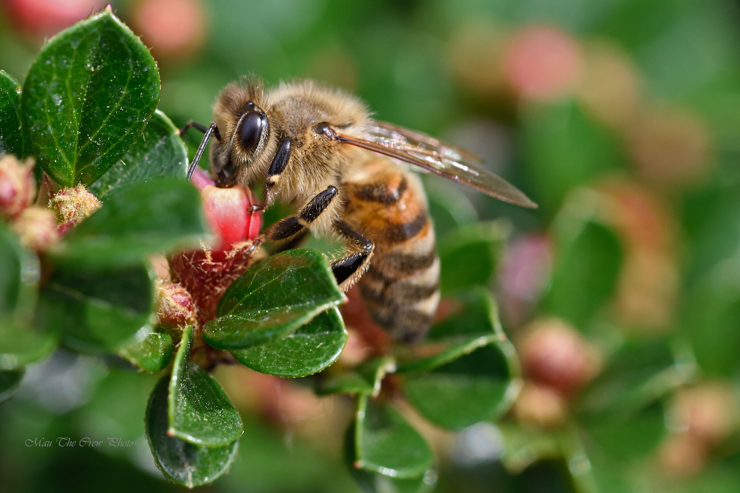 Ape su cespuglio di Cotognastro Orizzontale
