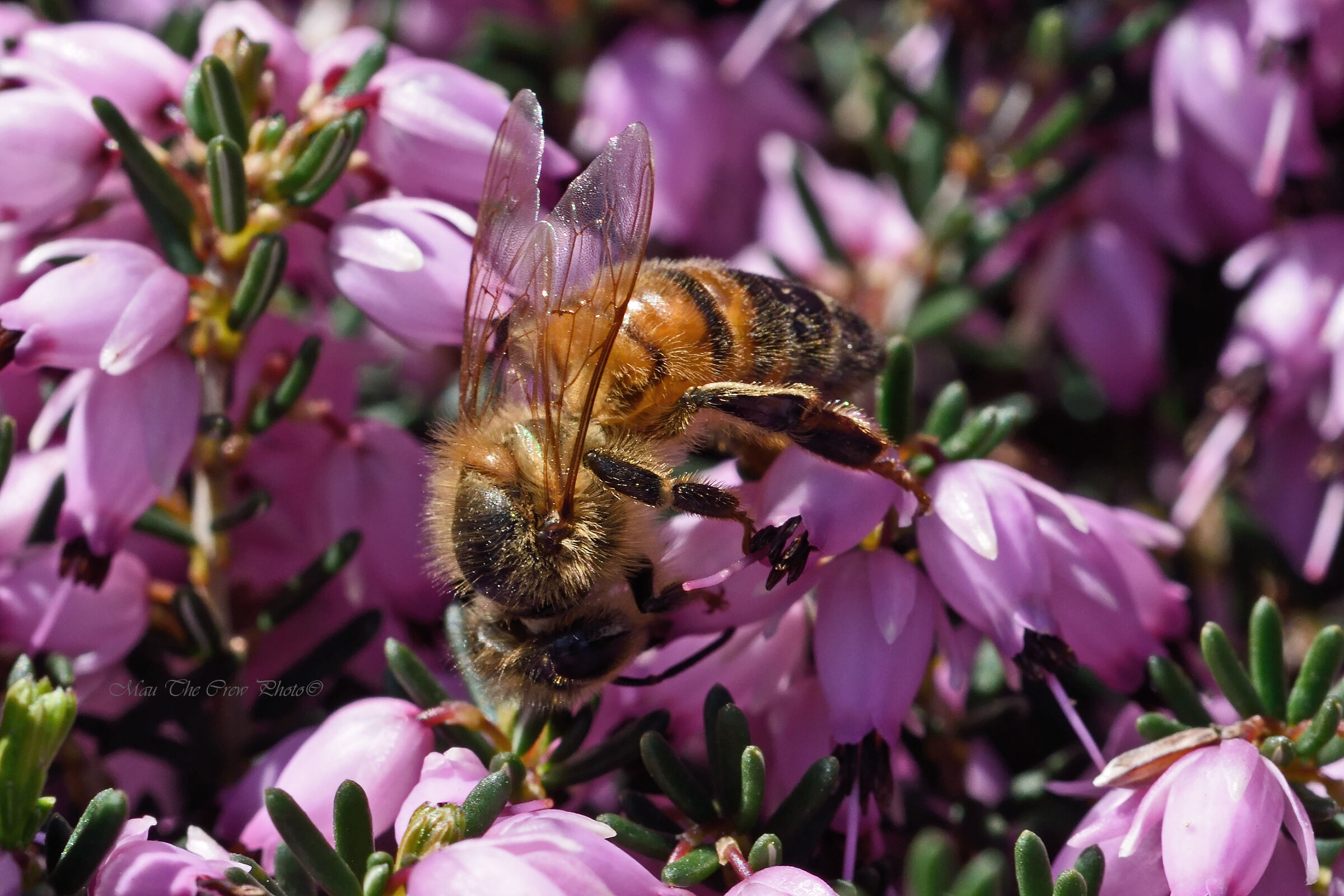 Ape su fiori di erica