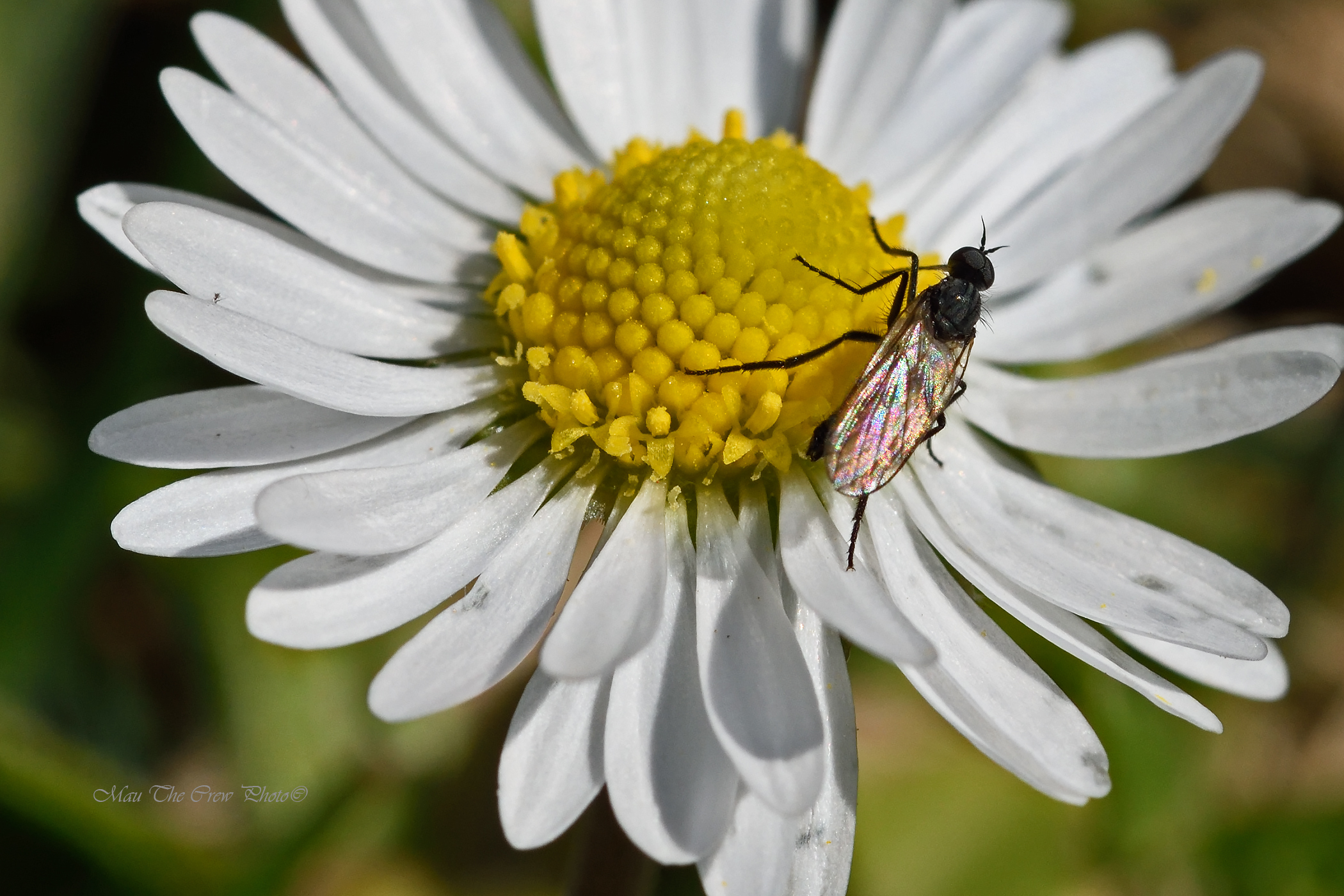 Moschino su margherita