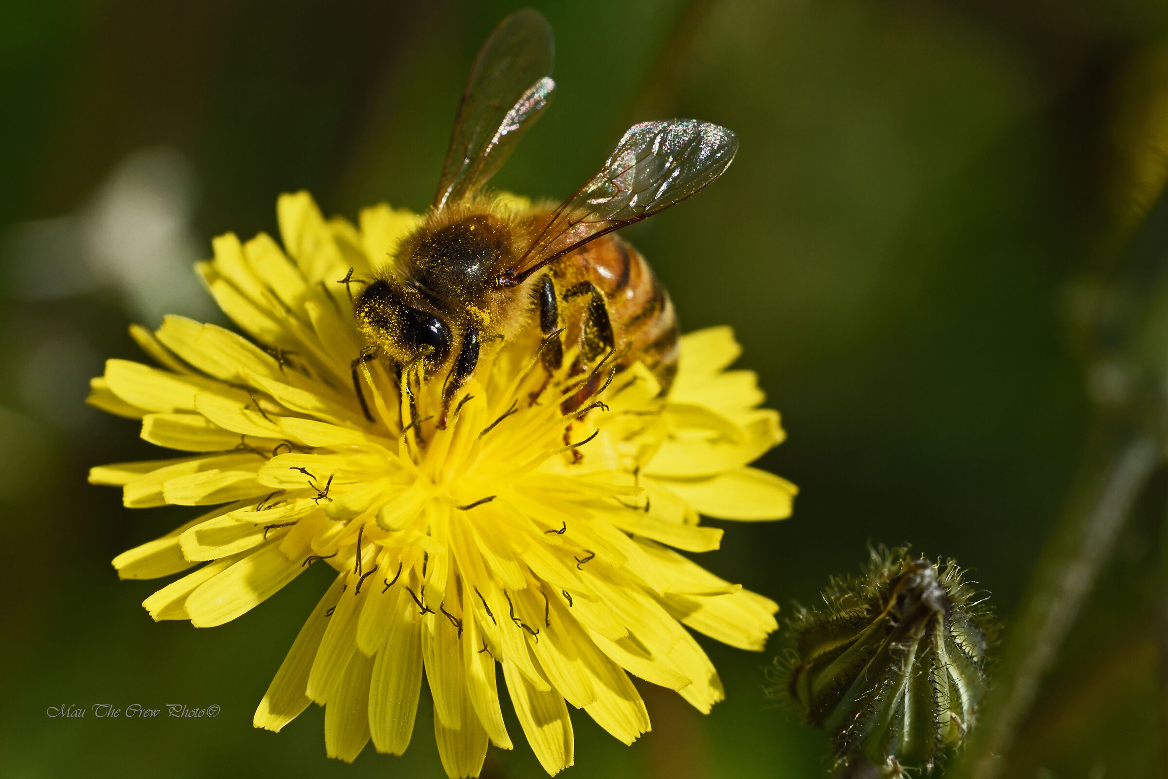 Ape su fiore di Hypochaeris radicata