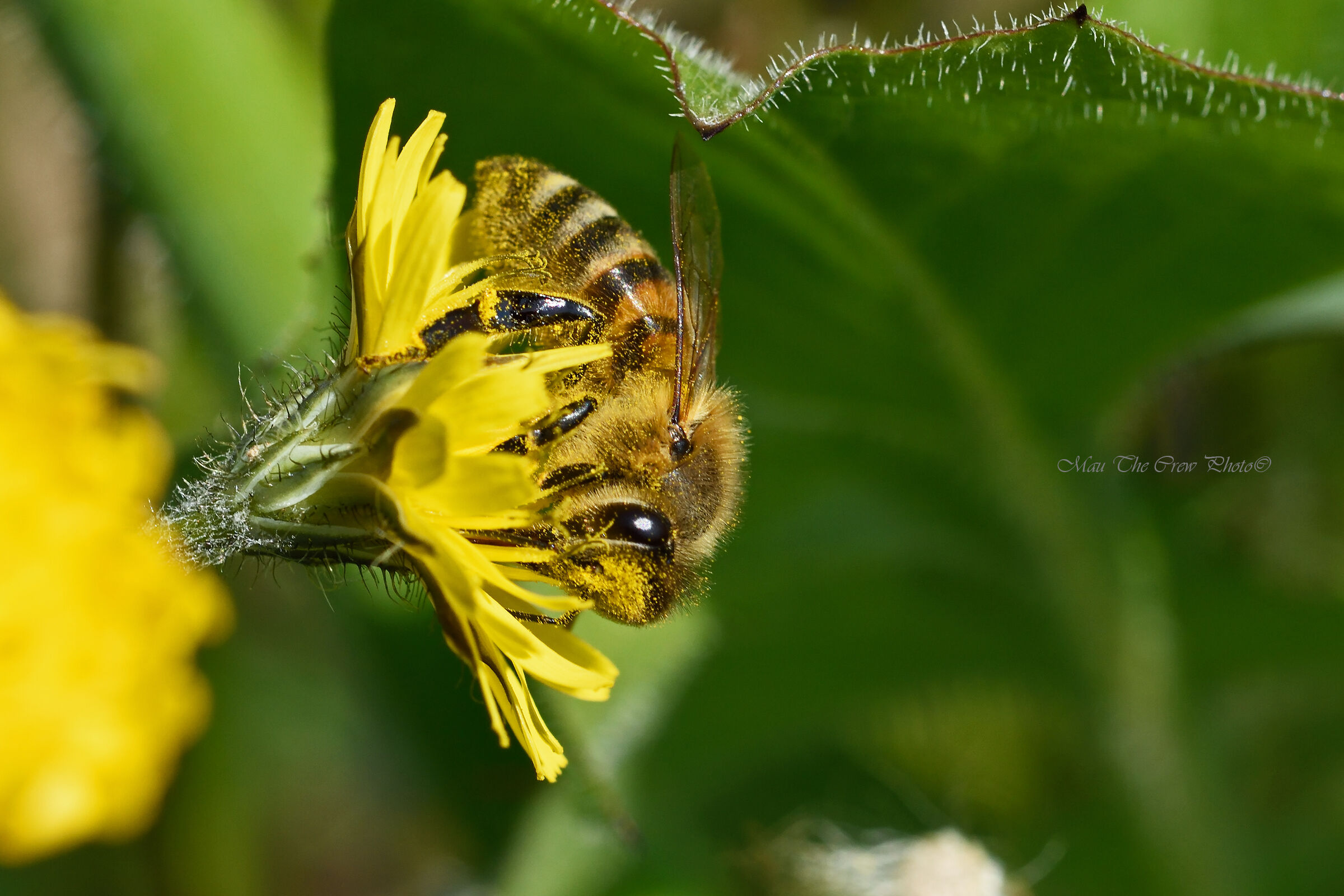 Ape su fiore di Hypochaeris radicata