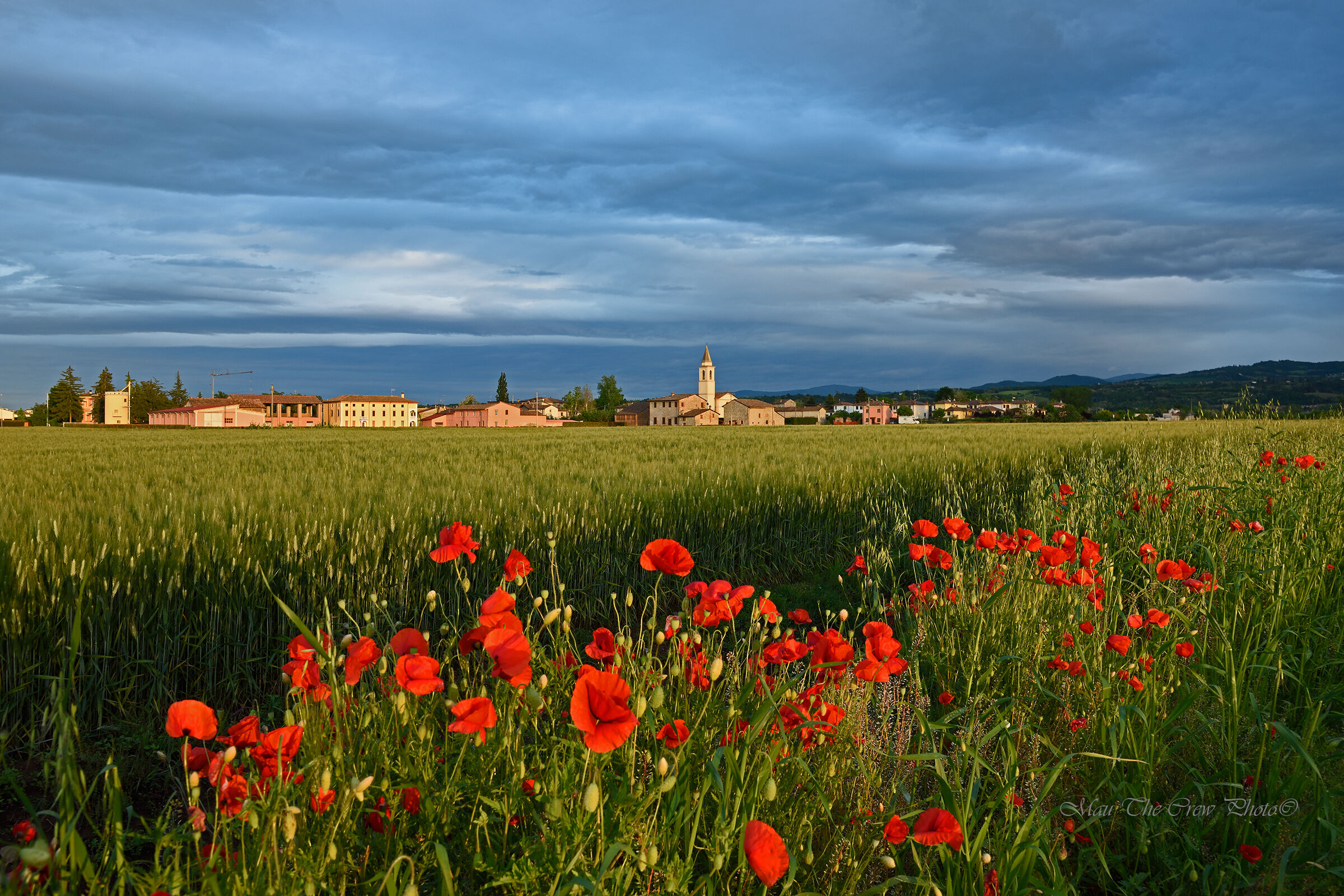 Papaveri al tramonto