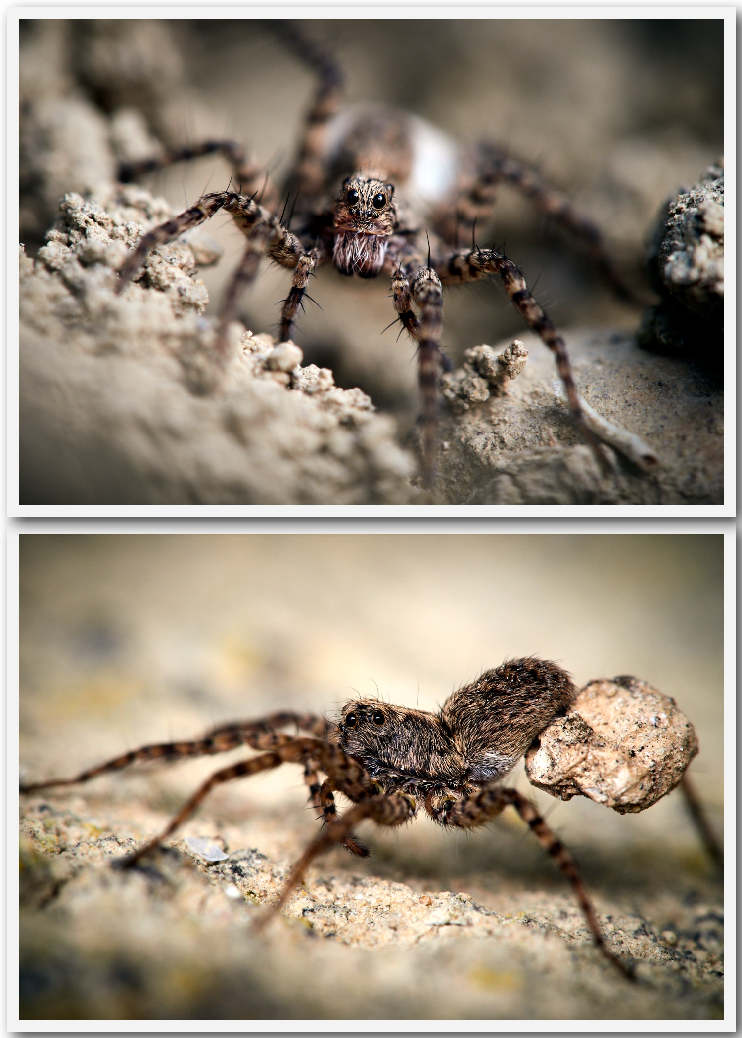 Spider with ovisacca