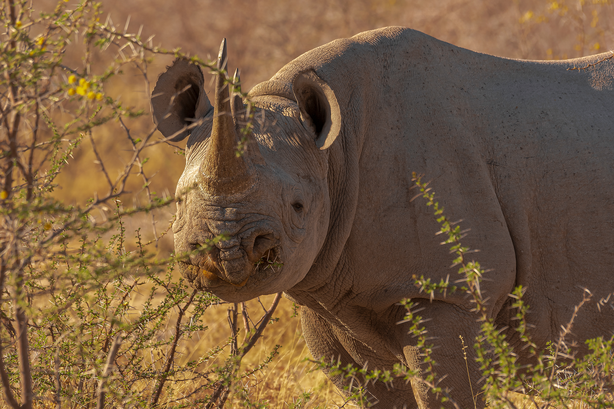 Black Rhino
