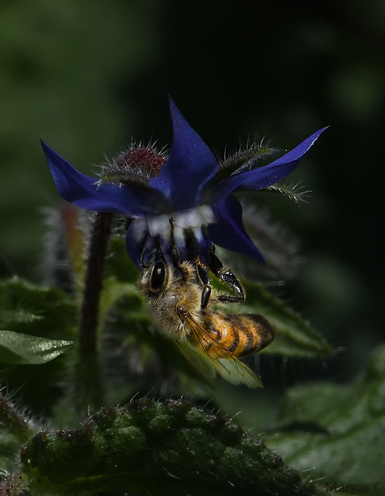 Nettare di boraggine