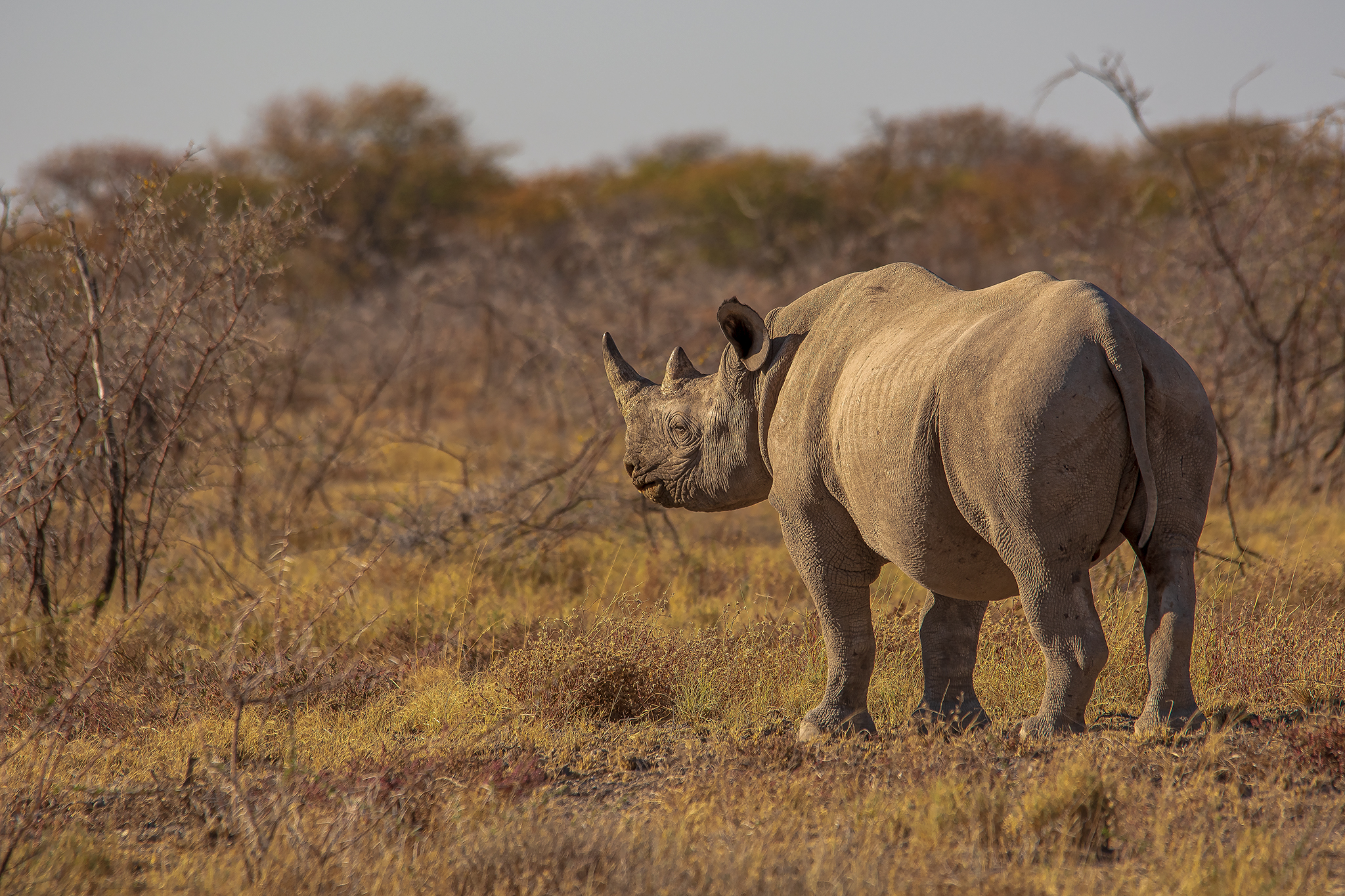 Black Rhino