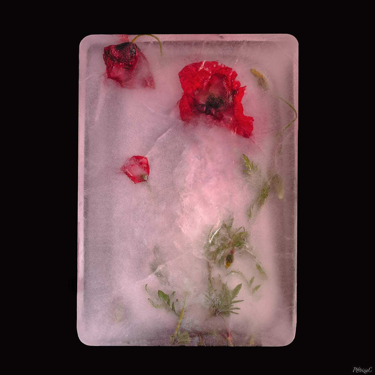 __flowers in ice__(3)