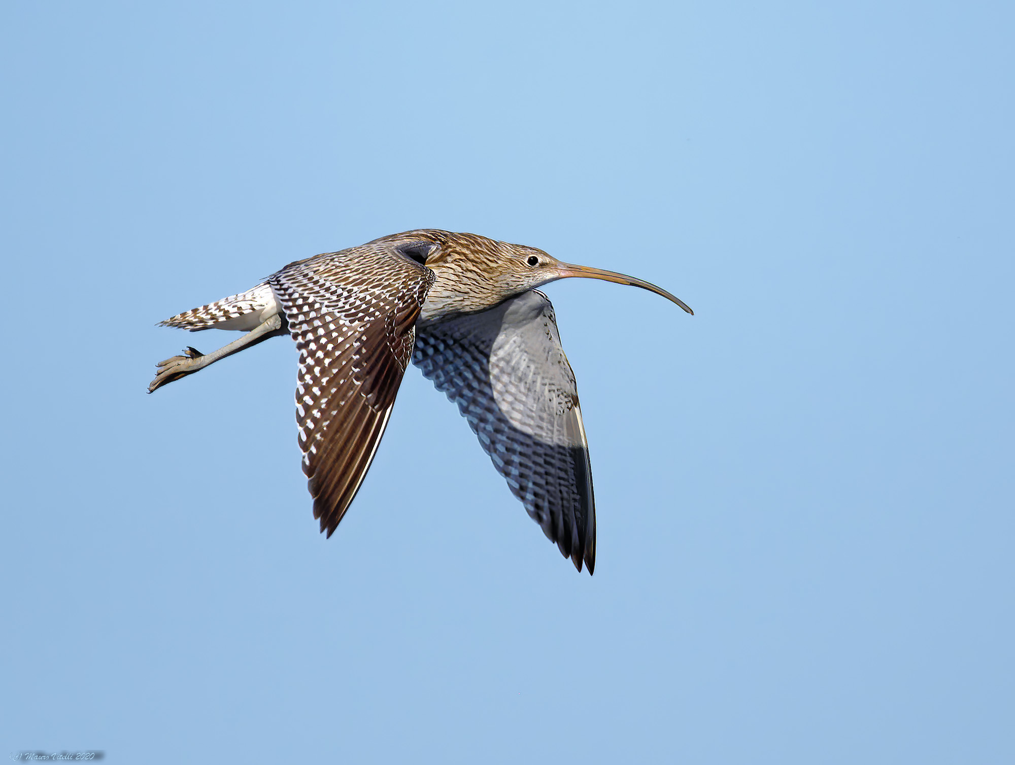 Chiurlo Major (Numenius arquata)
