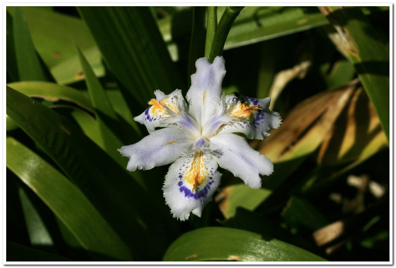 Japanese iris