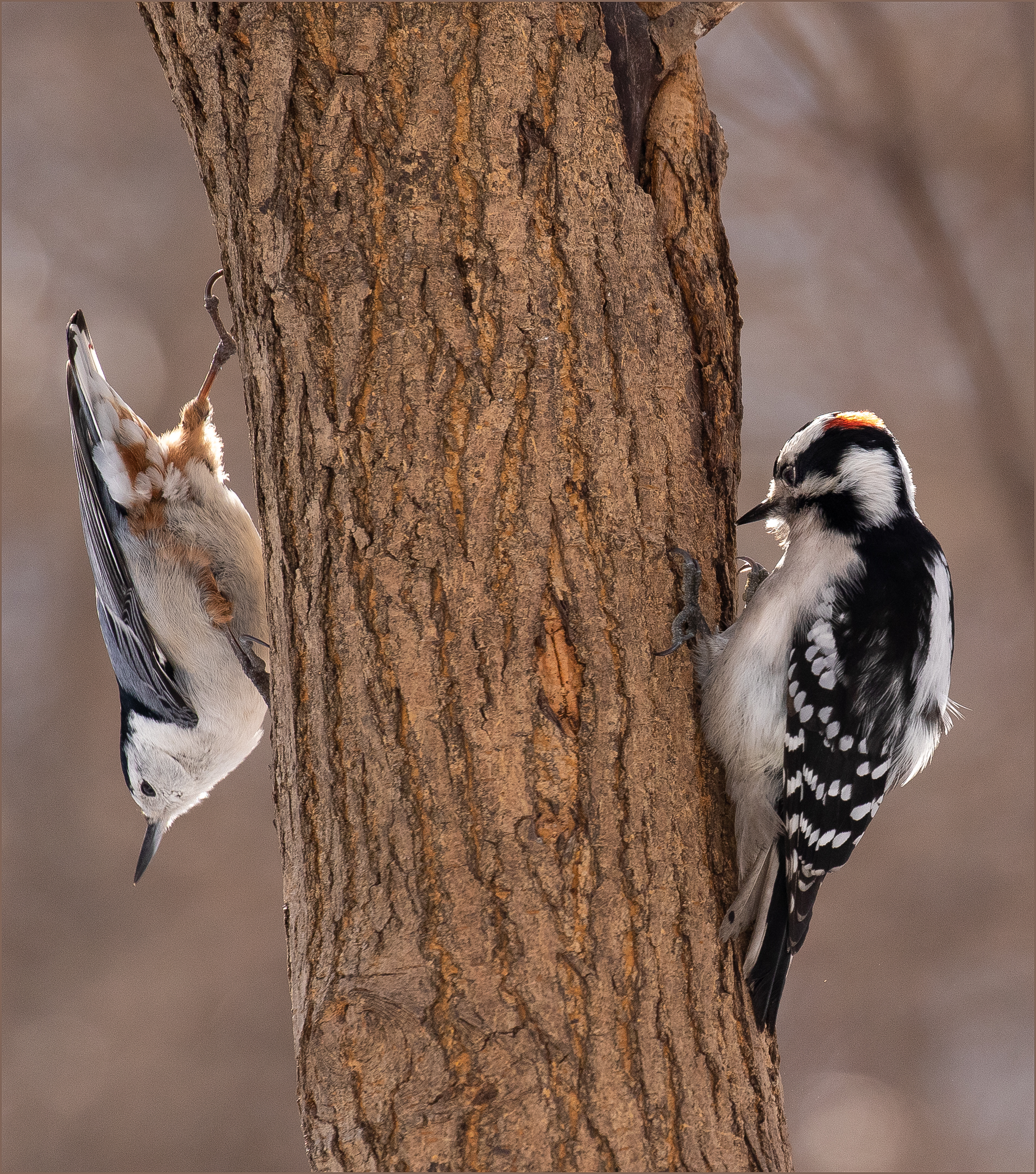 2 per il prezzo di One.Nuthatch & Downy Woodpecker.