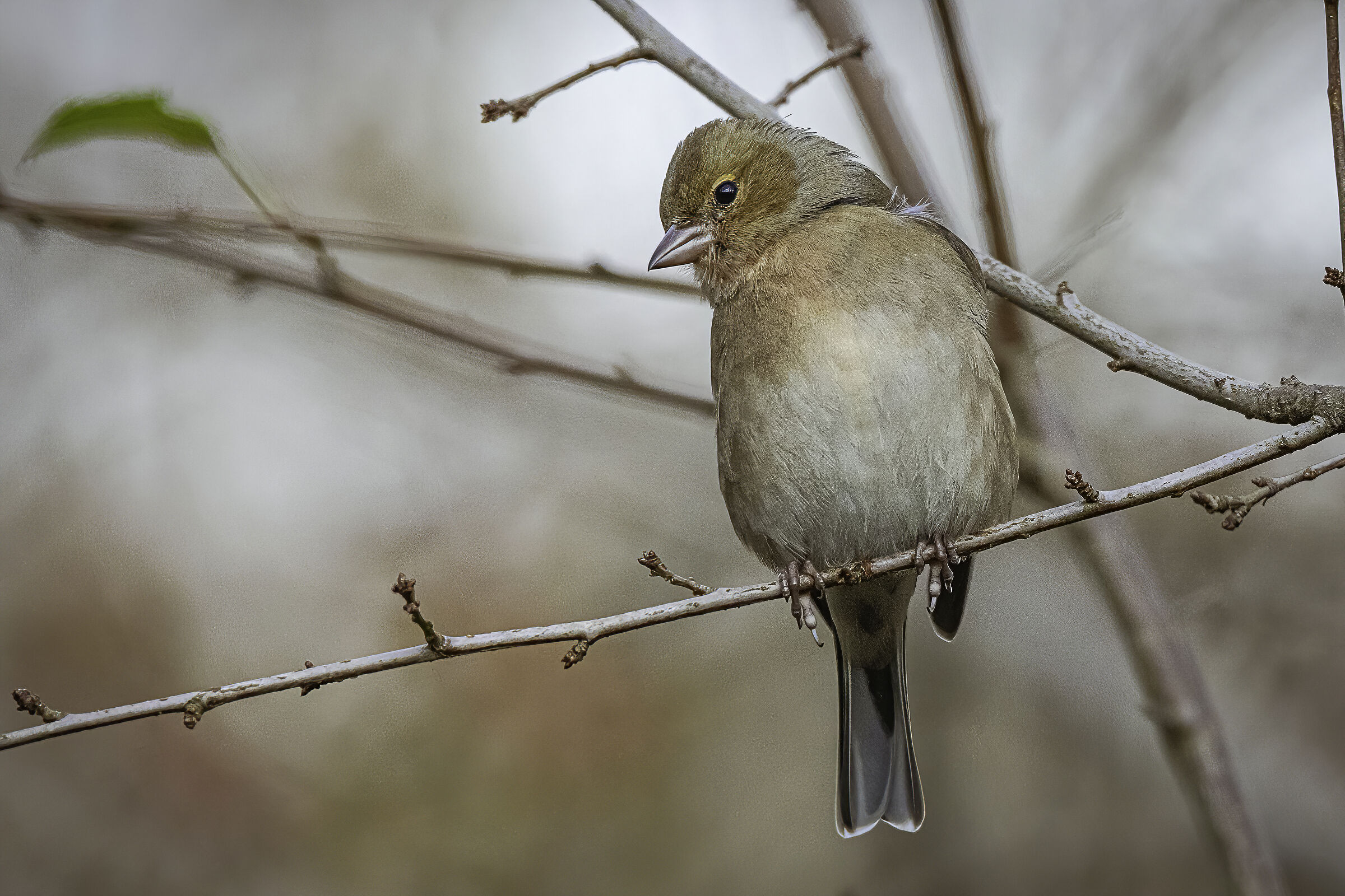 The finch in the woods